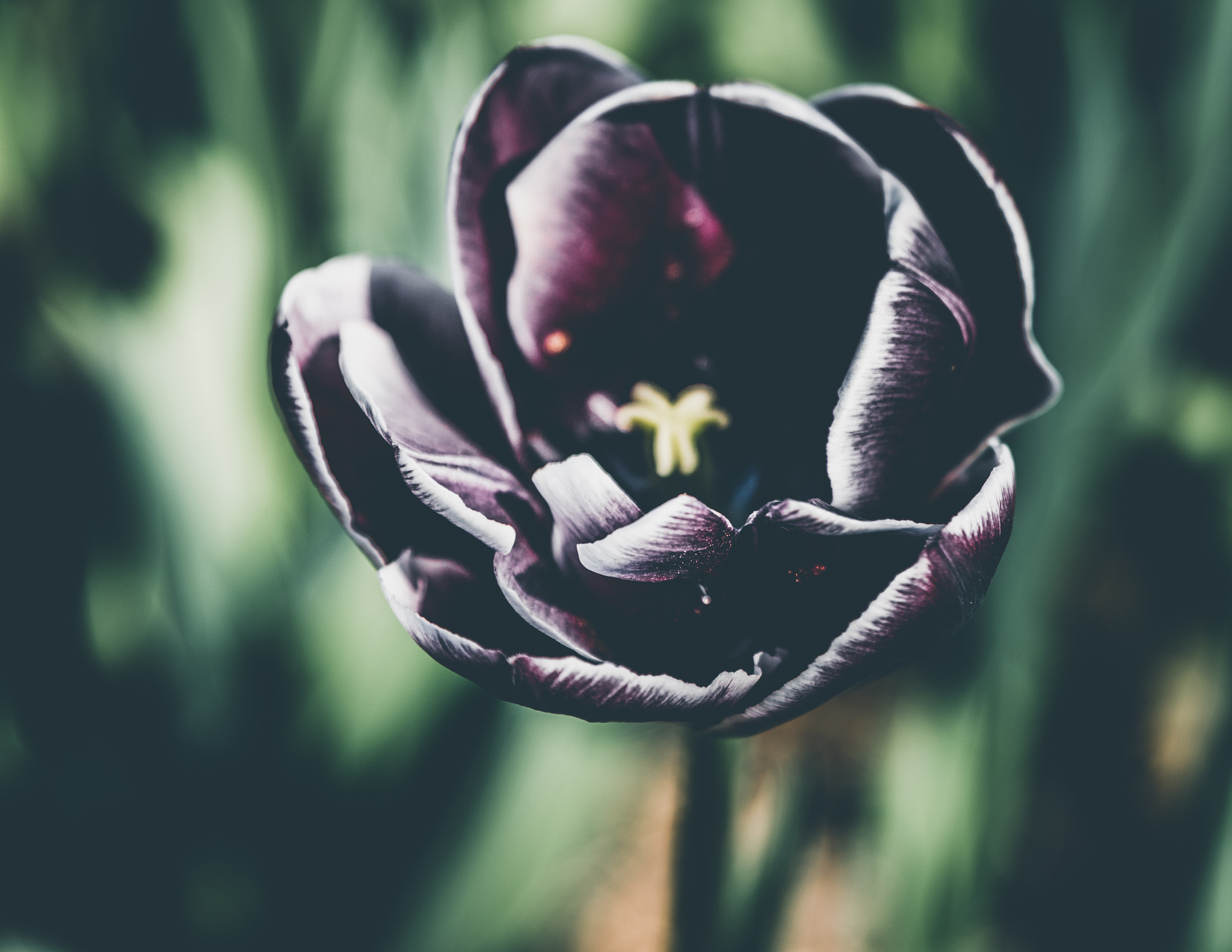 Tamron SP 24-70mm F2.8 Di VC USD sample photo. Purple layers photography