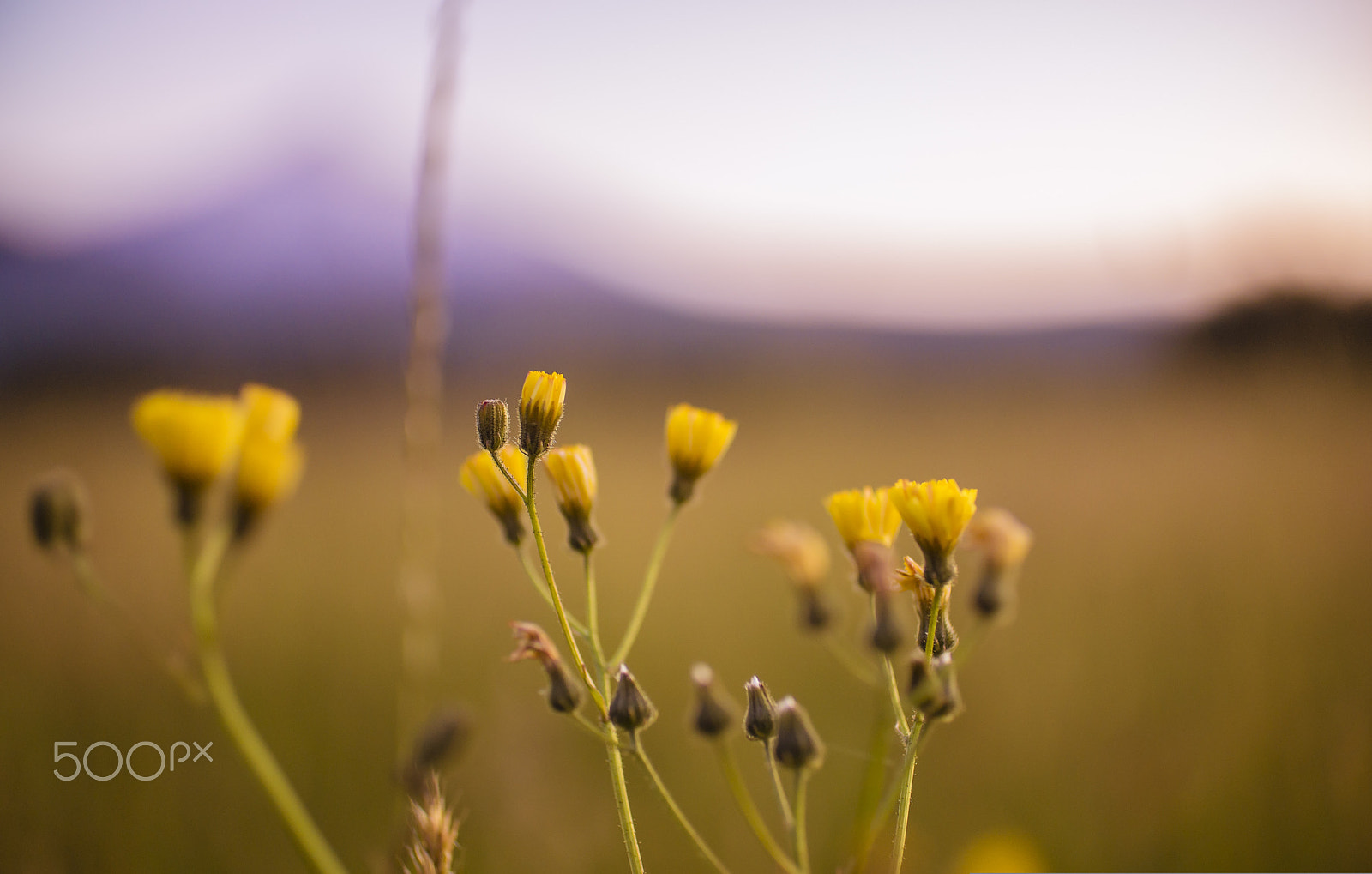 50mm F1.8 sample photo. Campos del sur photography