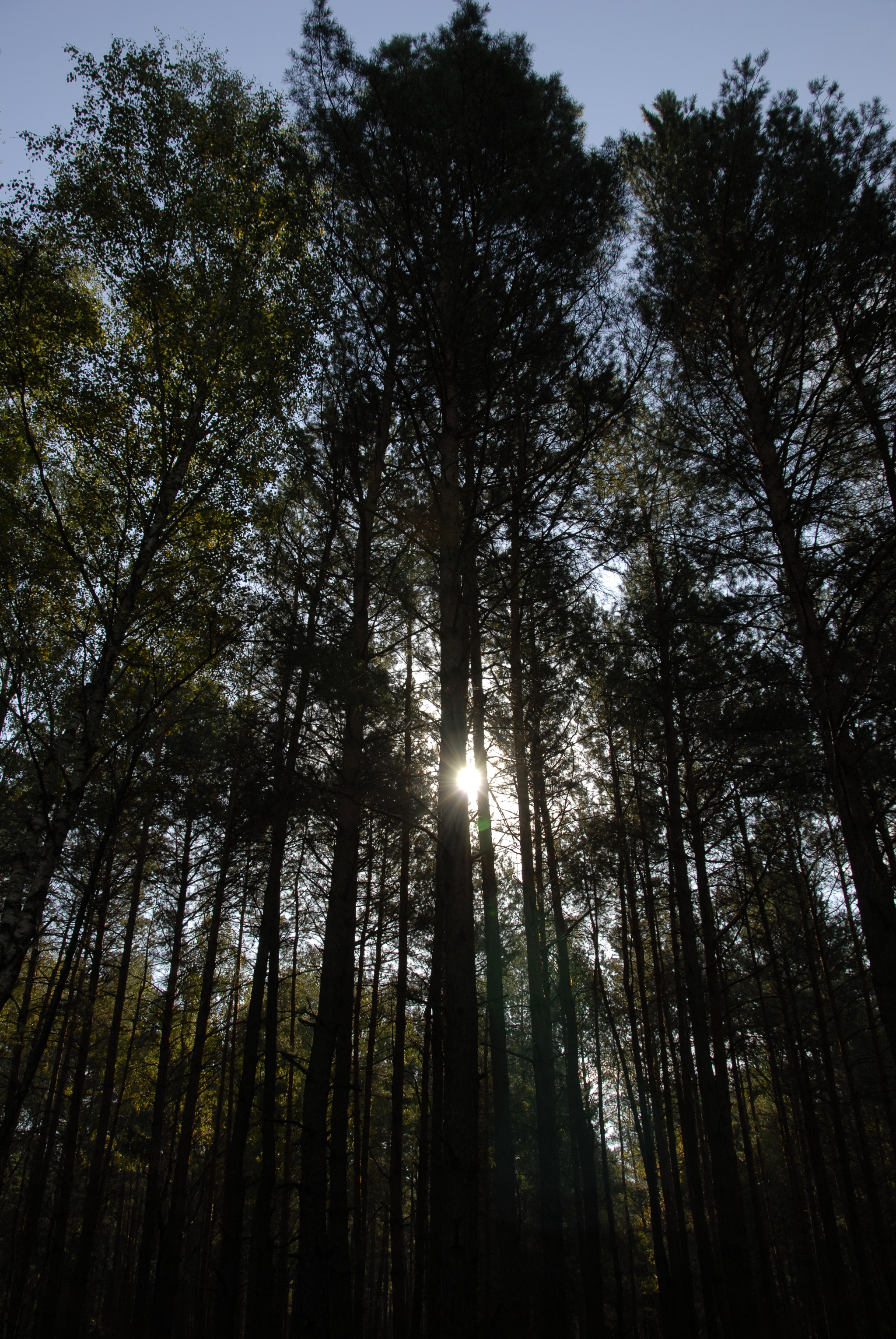 Nikon D200 sample photo. Sun in the forest photography