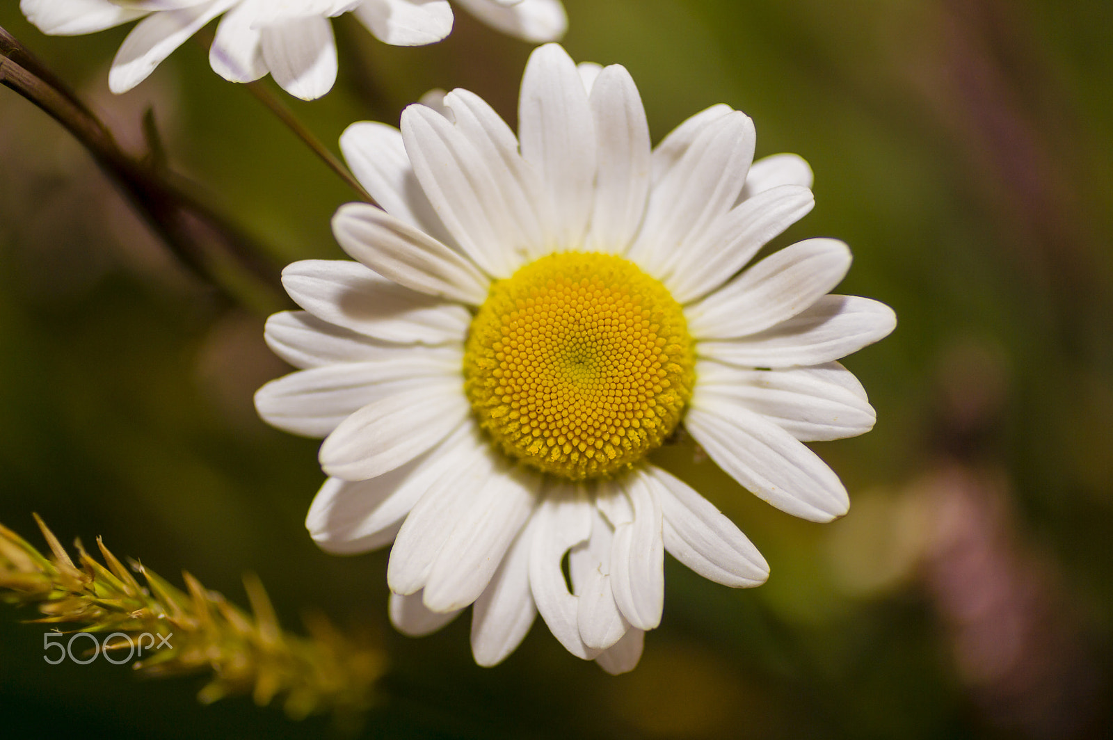 50mm F1.8 sample photo. Margarita photography