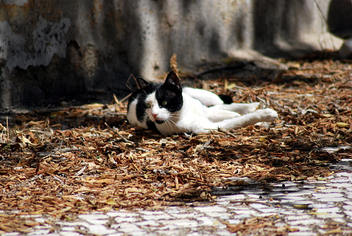 Nikon AF Nikkor 70-300mm F4-5.6G sample photo. # photography