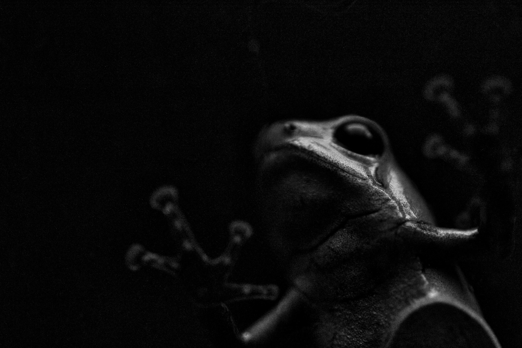 Canon EF-S 60mm F2.8 Macro USM sample photo. Oophaga pumilio 'blue jeans' photography