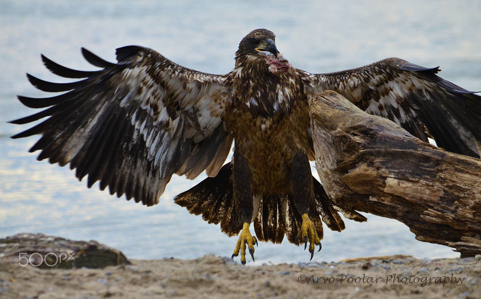 AF Zoom-Nikkor 24-50mm f/3.3-4.5 sample photo. December bald eagle photography