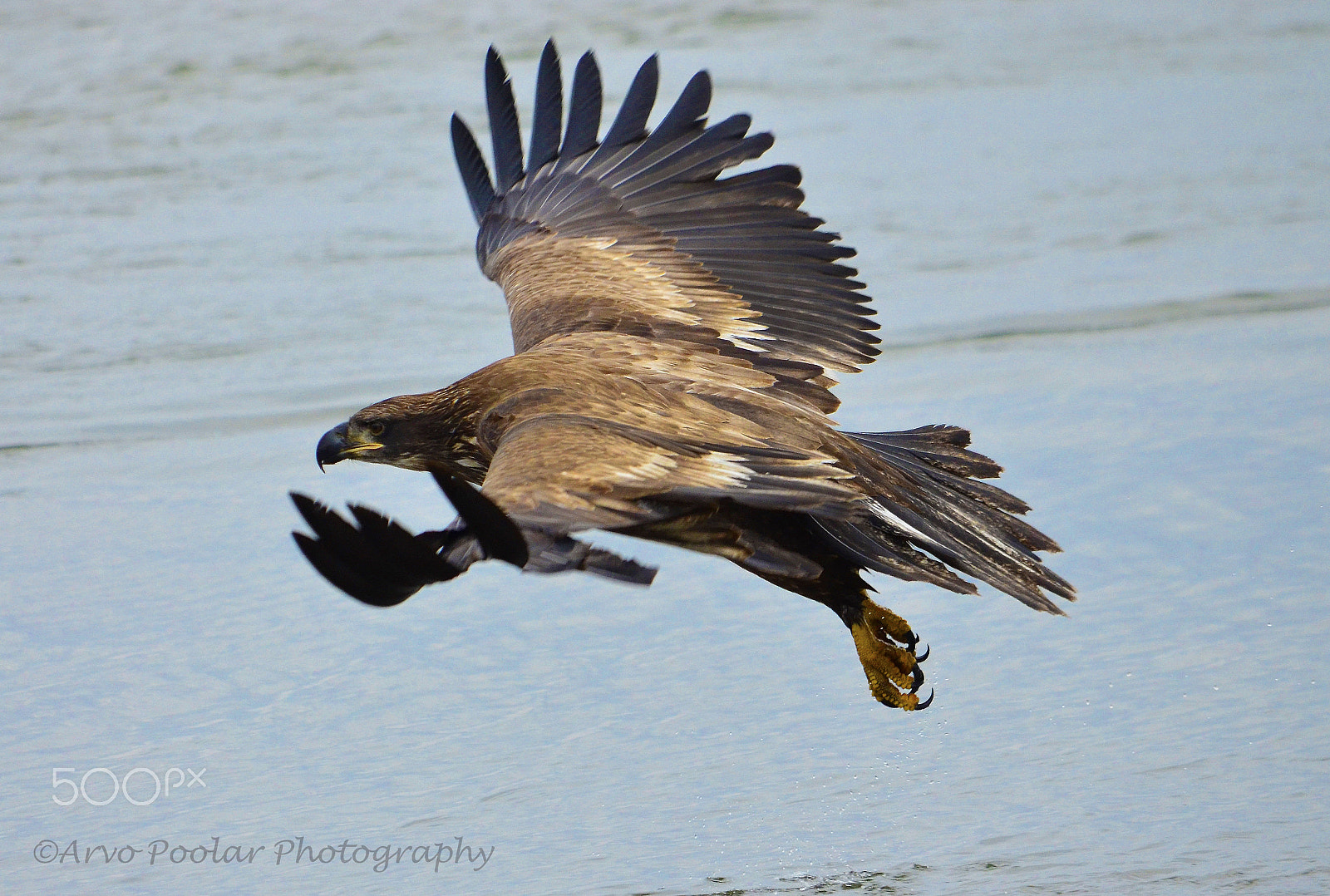 Nikkor 500mm f/4 P ED IF sample photo. December bald eagle photography