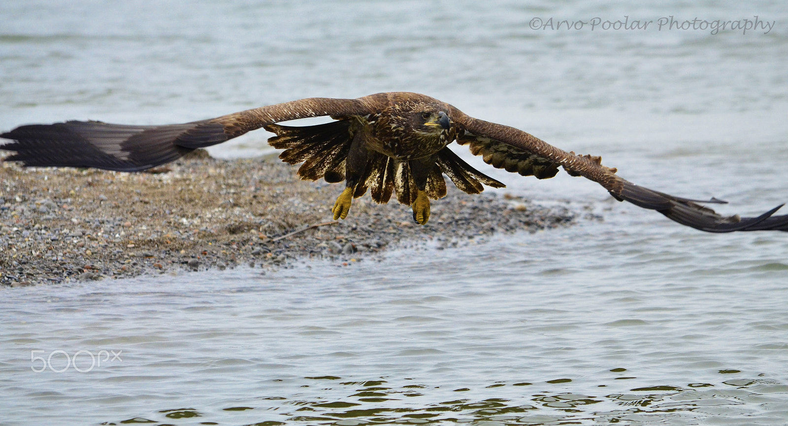 Nikon AF-S Nikkor 500mm F4D ED-IF II sample photo. December bald eagle photography