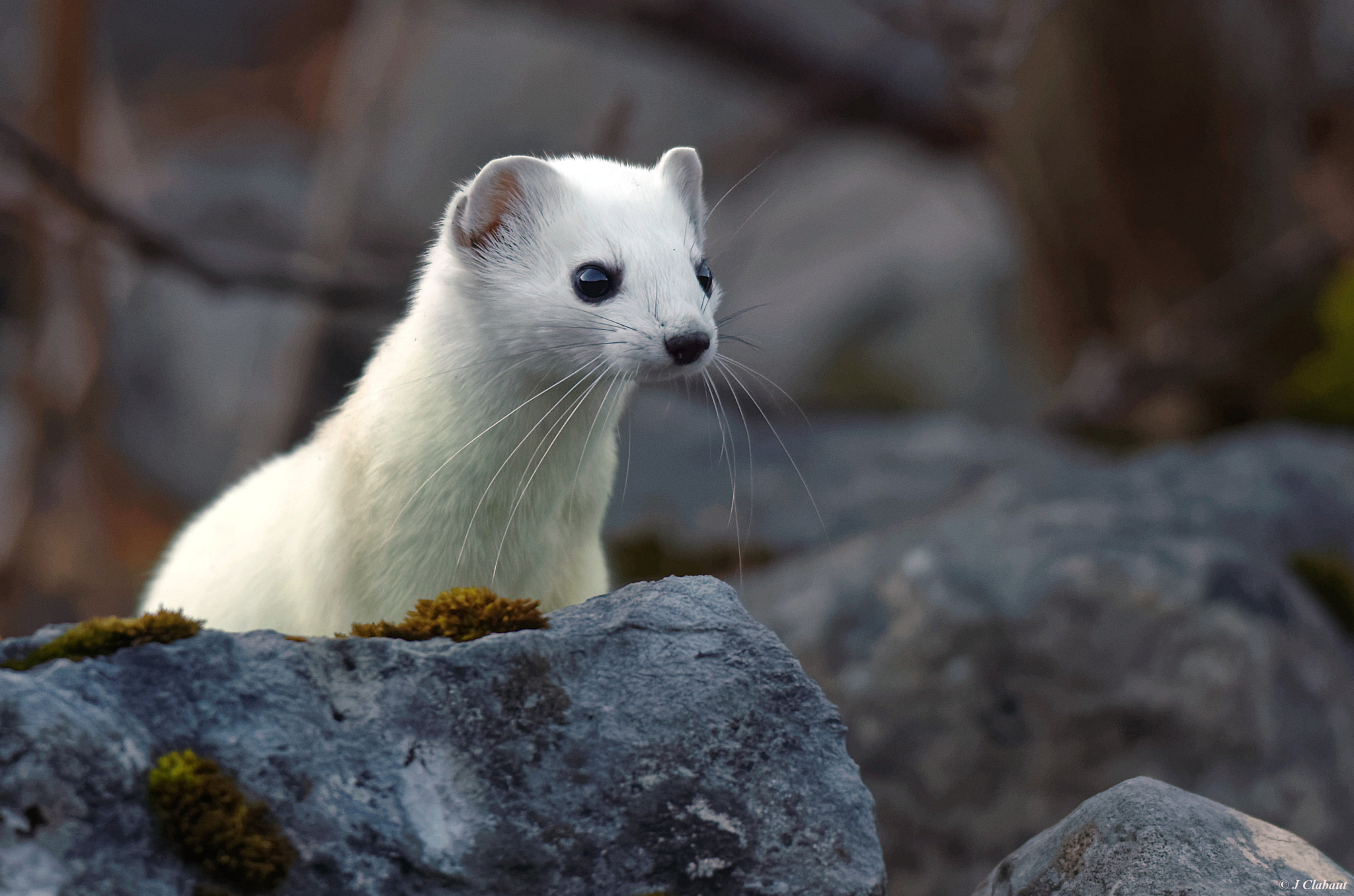Sigma 150-500mm F5-6.3 DG OS HSM sample photo. Whiskers photography