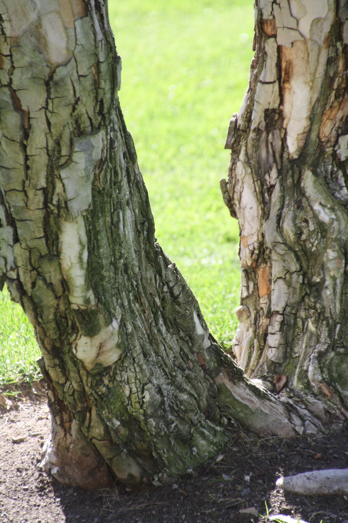 Canon EOS 1000D (EOS Digital Rebel XS / EOS Kiss F) sample photo. __skin__ photography