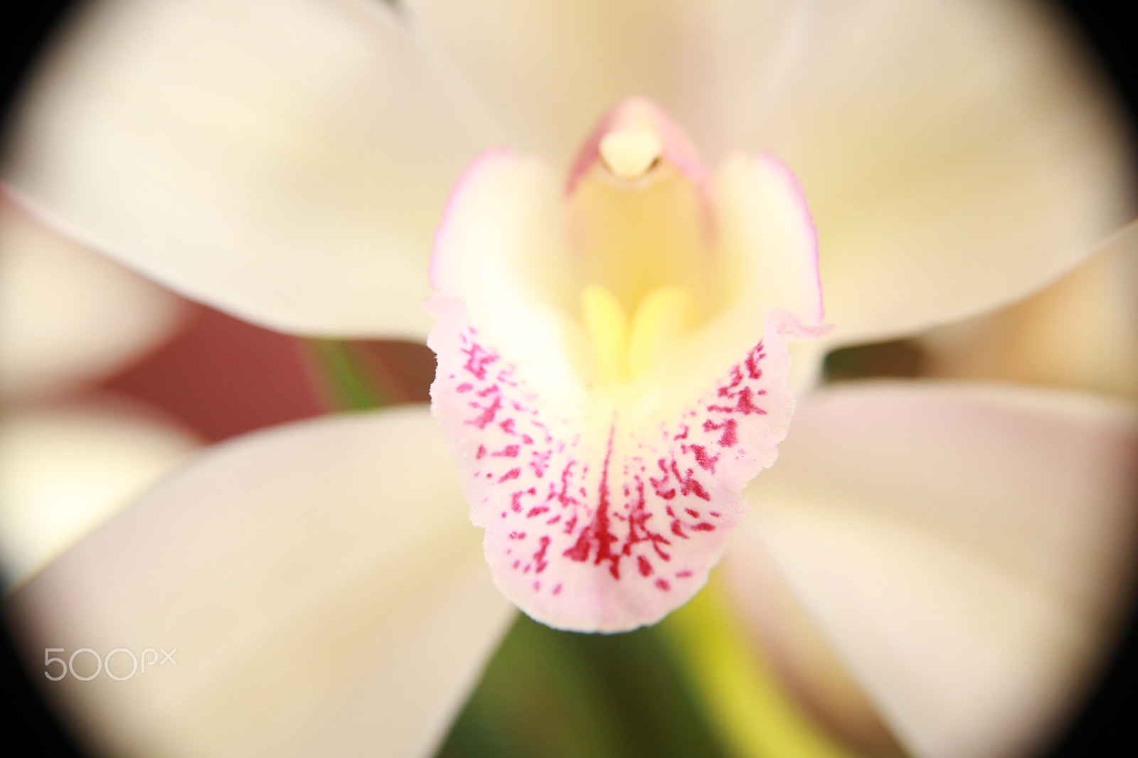 Canon EOS 750D (EOS Rebel T6i / EOS Kiss X8i) sample photo. Orchid photography