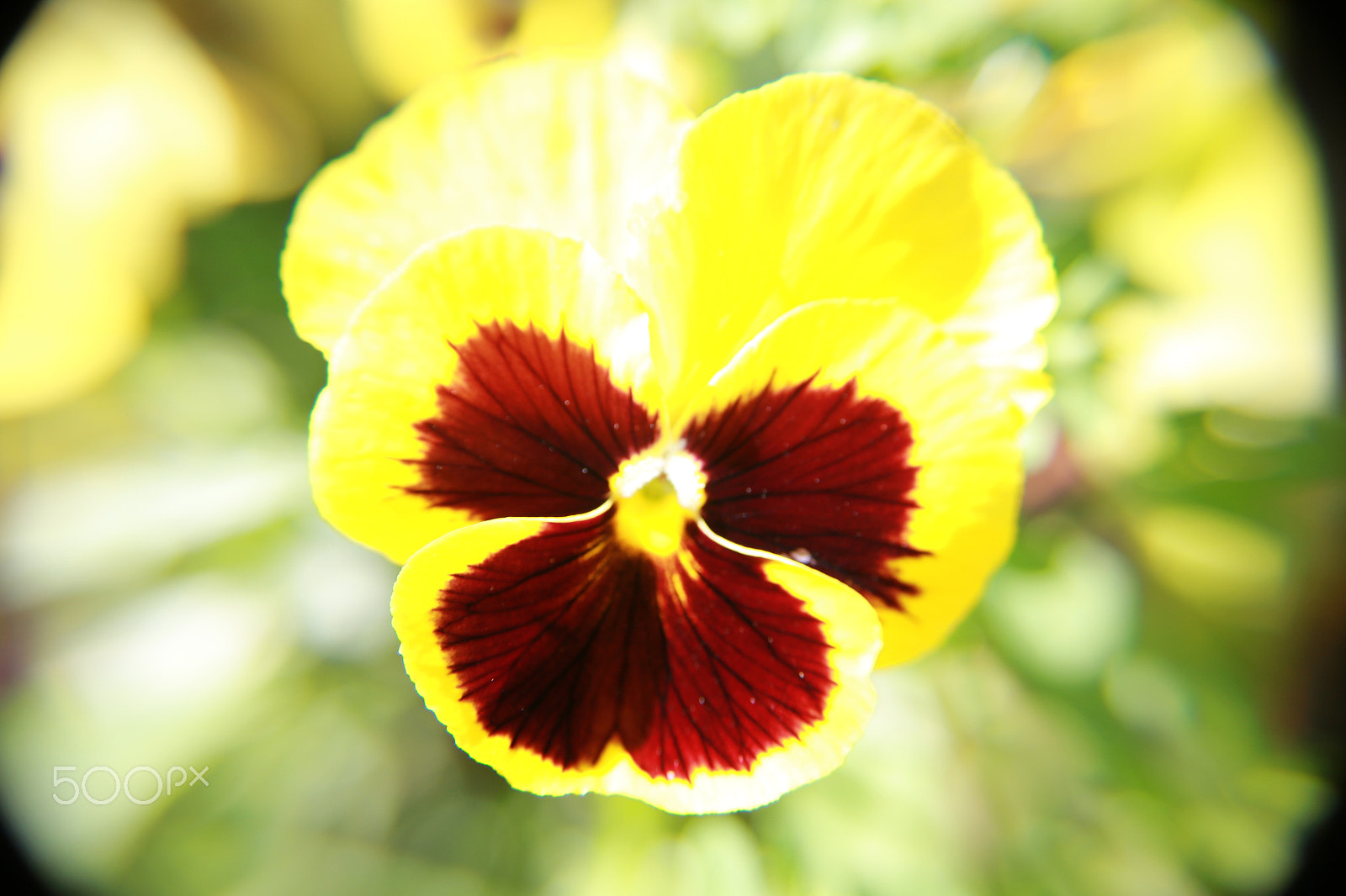 Canon EOS 750D (EOS Rebel T6i / EOS Kiss X8i) sample photo. Pansy photography