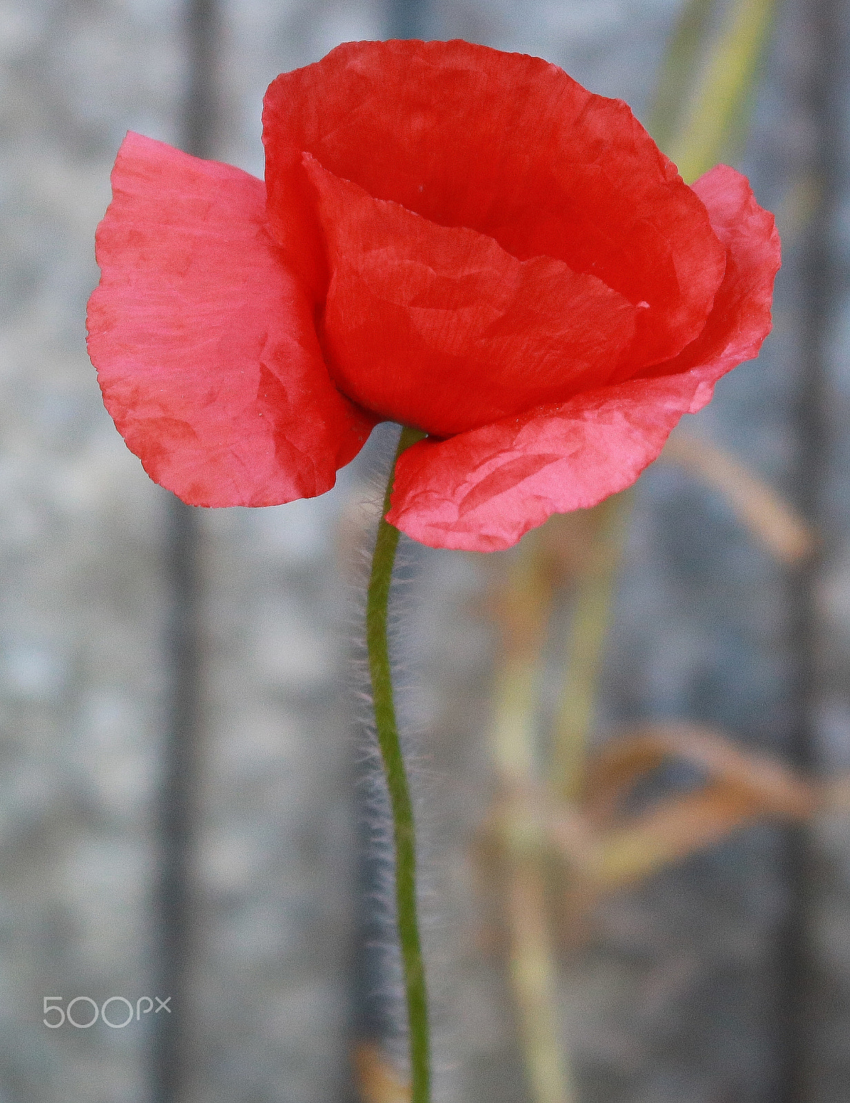 Canon EOS 750D (EOS Rebel T6i / EOS Kiss X8i) sample photo. Flanders poppie photography