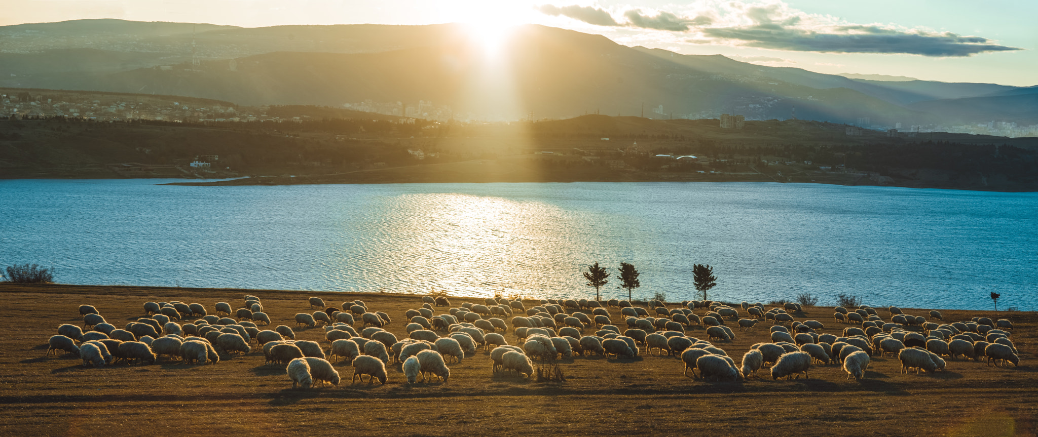 Nikon D800E + Nikon AF Nikkor 85mm F1.8D sample photo. Sheep photography