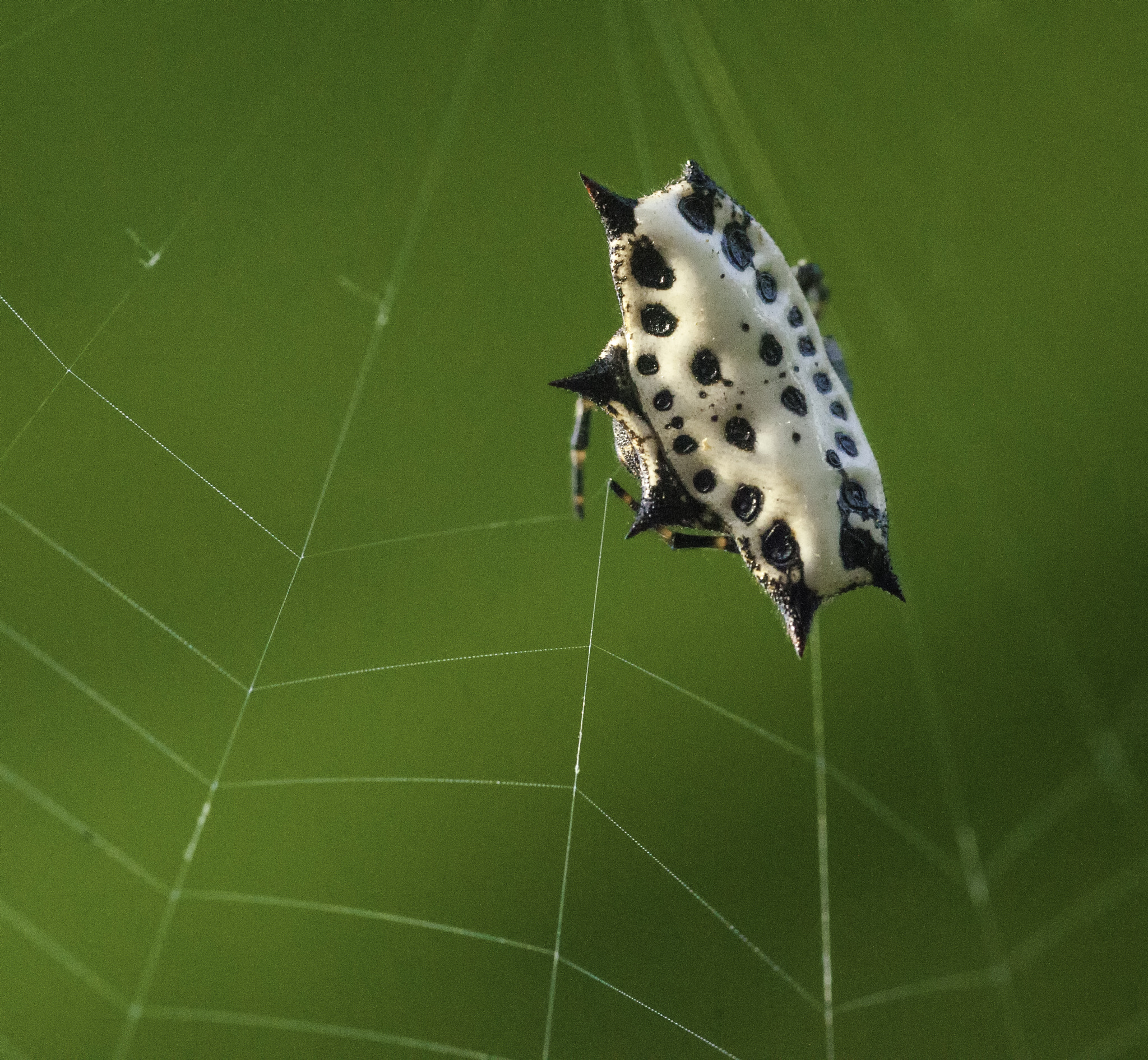 Nikon D3X sample photo. Gasteracantha cancriformis  ' la panadera photography