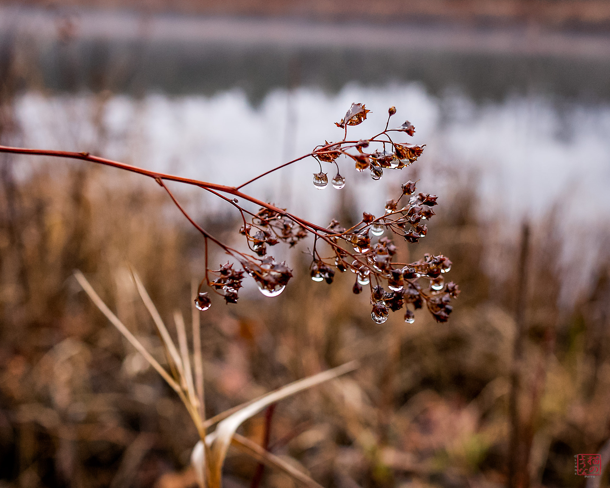 Sony a7 + Sony Sonnar T* E 24mm F1.8 ZA sample photo. Dripping photography