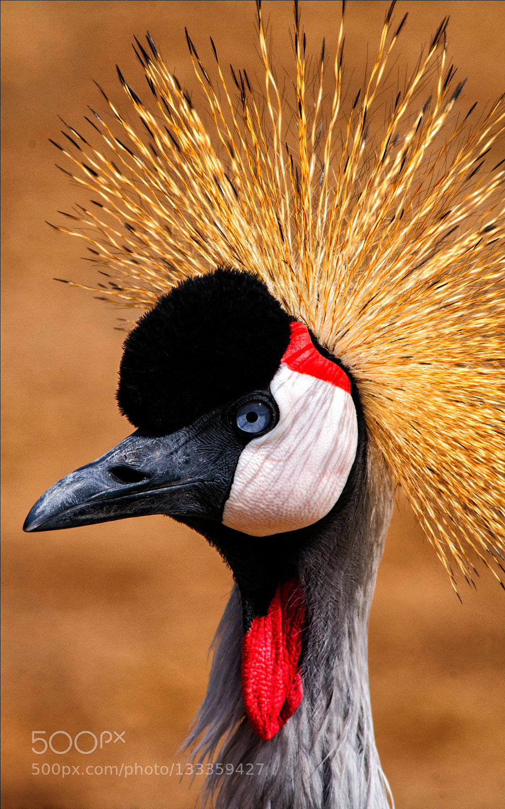 Nikon D300 sample photo. Crane photography