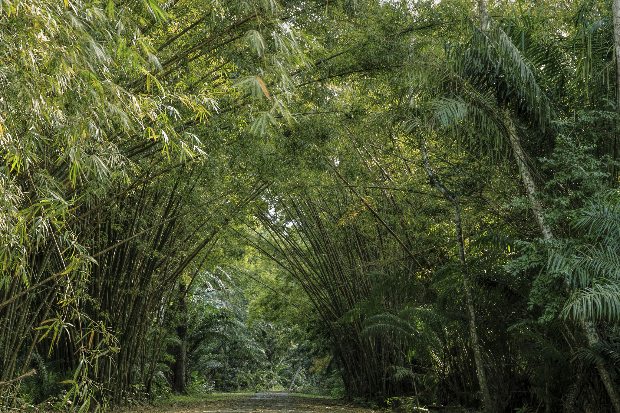 Canon EOS-1D Mark IV sample photo. Trinidad_bamboo_cathedral_chaguaramas_9466 photography