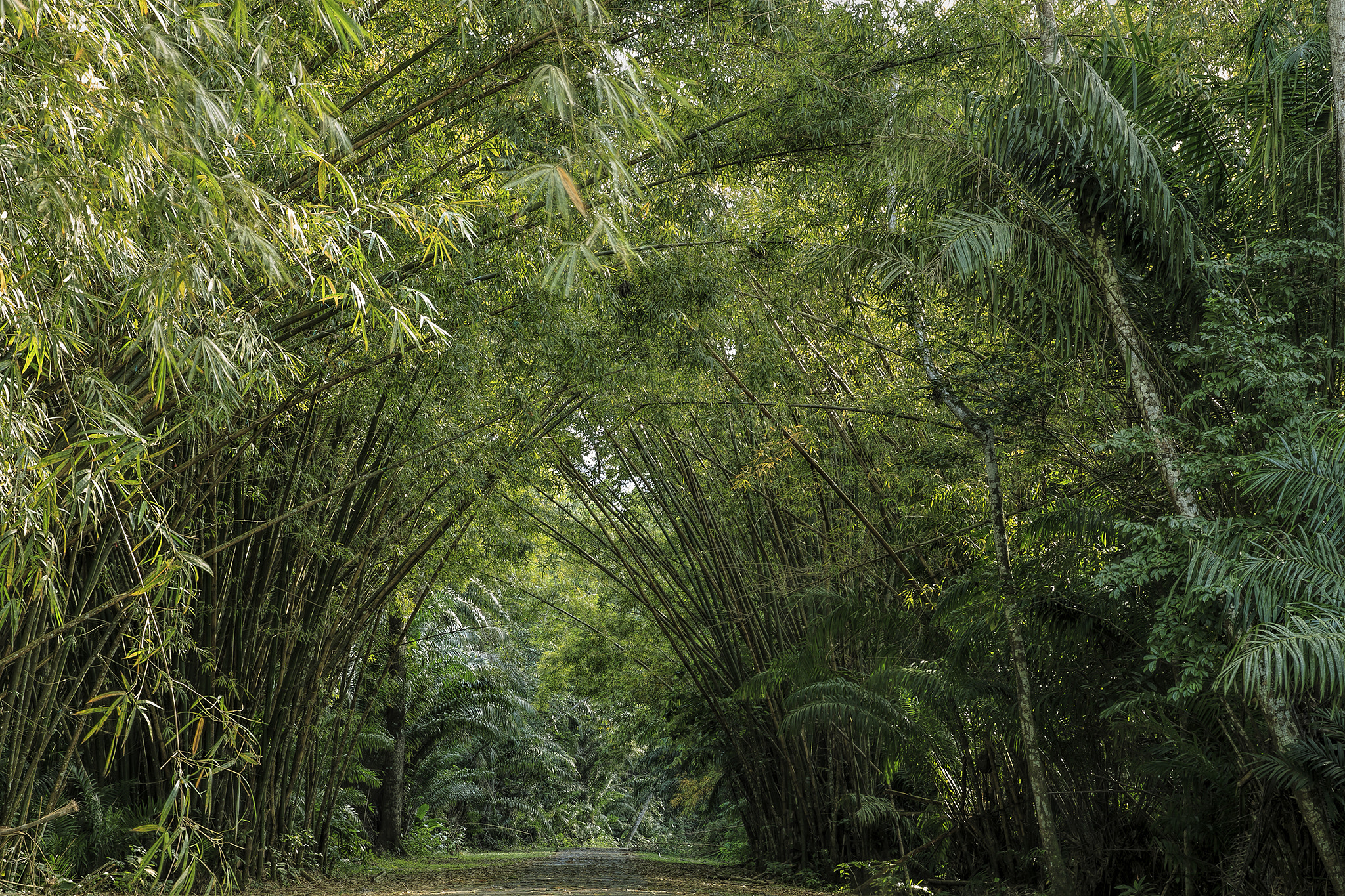 Canon EOS-1D Mark IV + Canon EF 24-70mm F2.8L II USM sample photo. Trinidad_bamboo_cathedral_chaguaramas_9466a photography