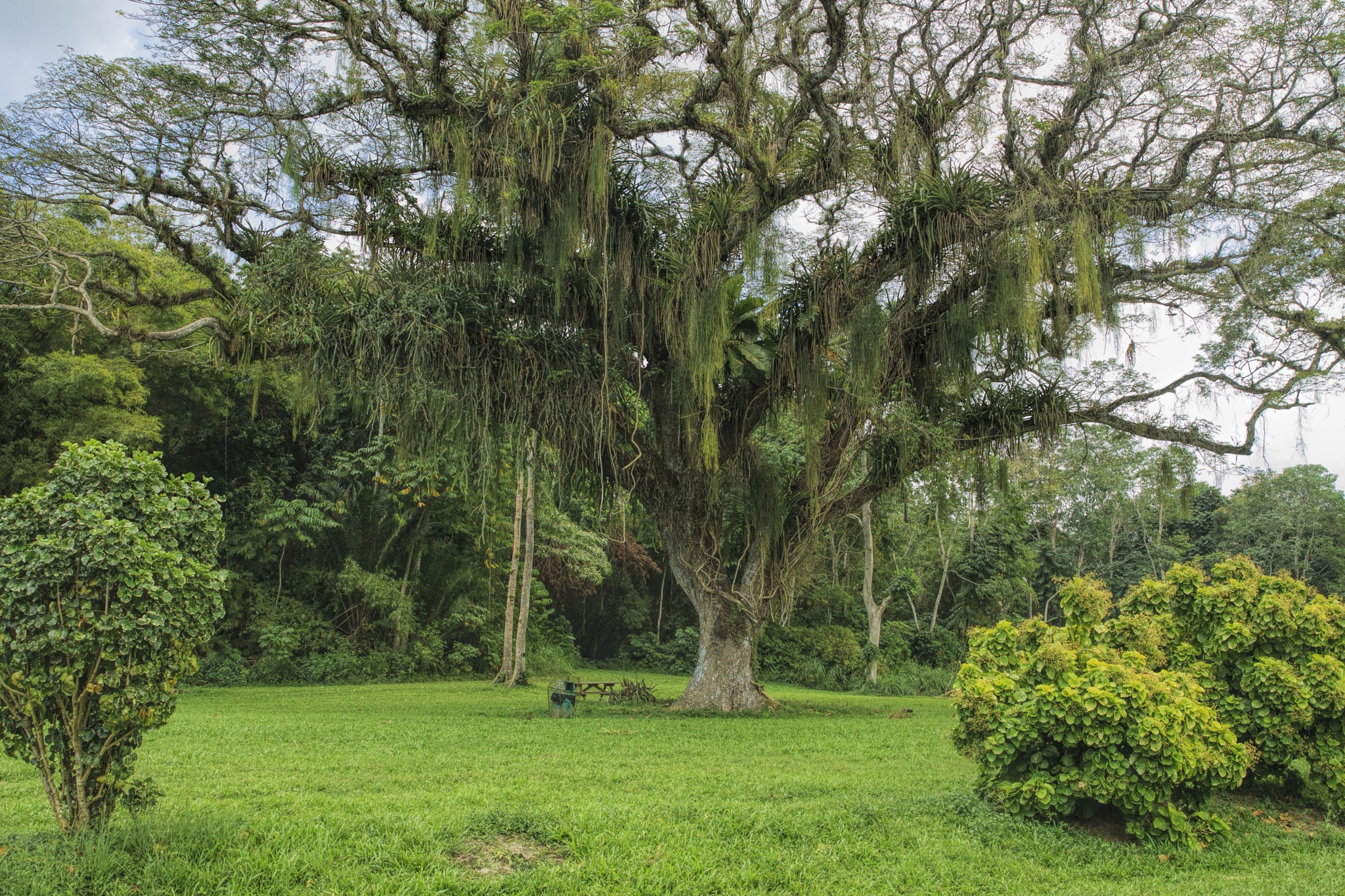 Canon EOS-1D Mark IV sample photo. Trinidad_bamboo_cathedral_chaguaramas_9440a photography