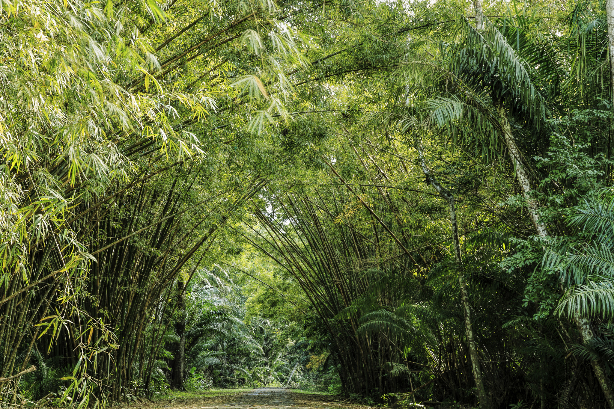 Canon EOS-1D Mark IV sample photo. Trinidad_bamboo_cathedral_treelined_9466 photography