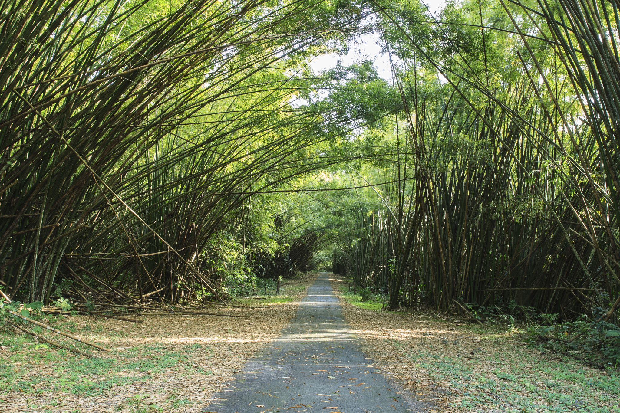 Canon EOS-1D Mark IV sample photo. Trinidad_bamboo_cathedral_chaguaramas_9480 photography