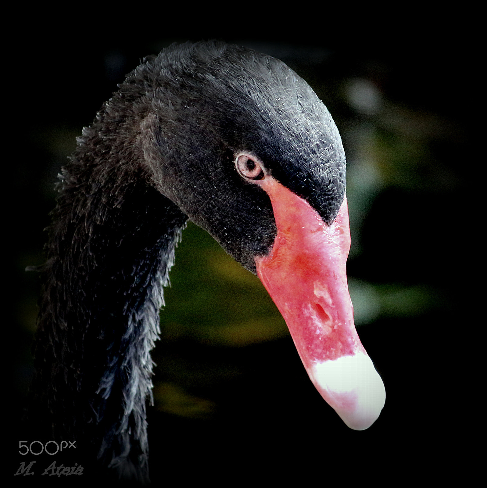 Canon EOS 100D (EOS Rebel SL1 / EOS Kiss X7) sample photo. The black swan photography