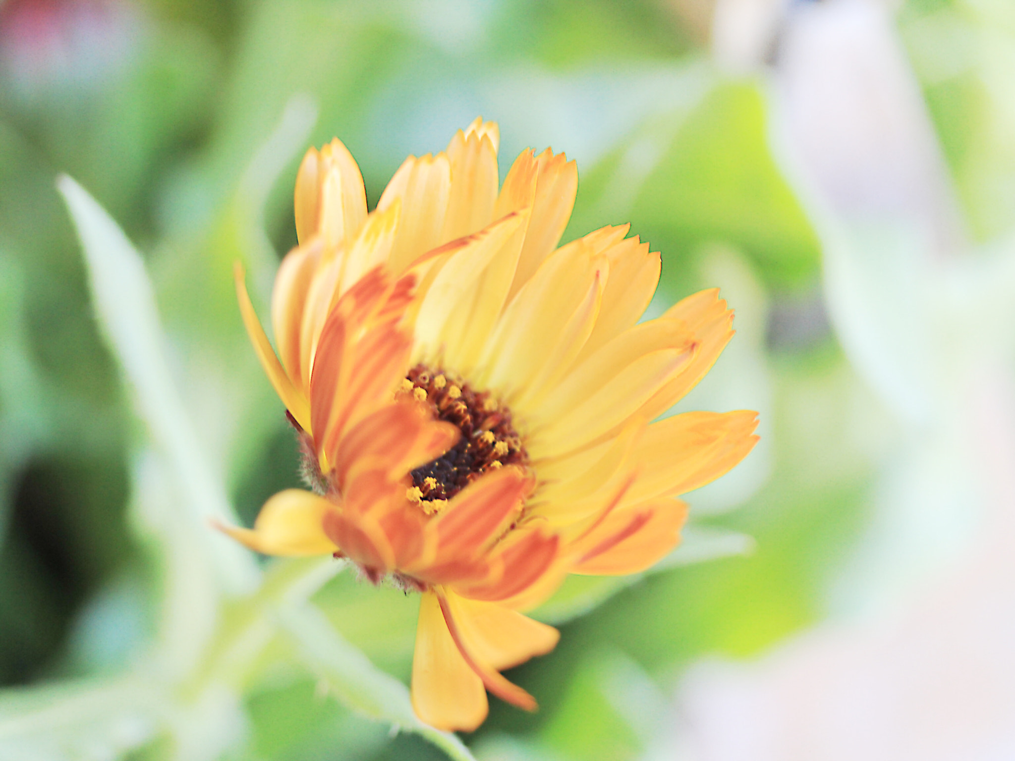 Canon EOS 600D (Rebel EOS T3i / EOS Kiss X5) sample photo. Calendula photography
