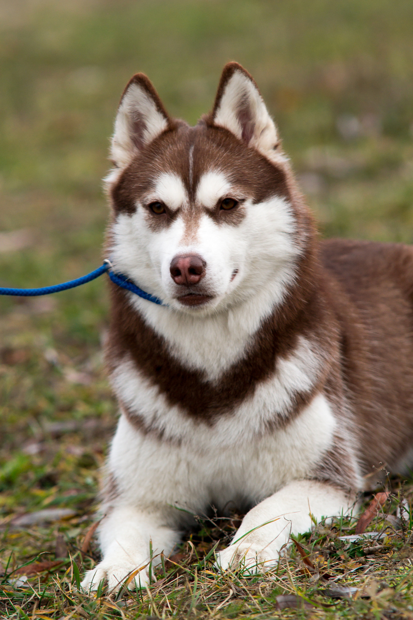 Sigma 70-200mm F2.8 EX DG Macro HSM II sample photo. Husky_2 photography