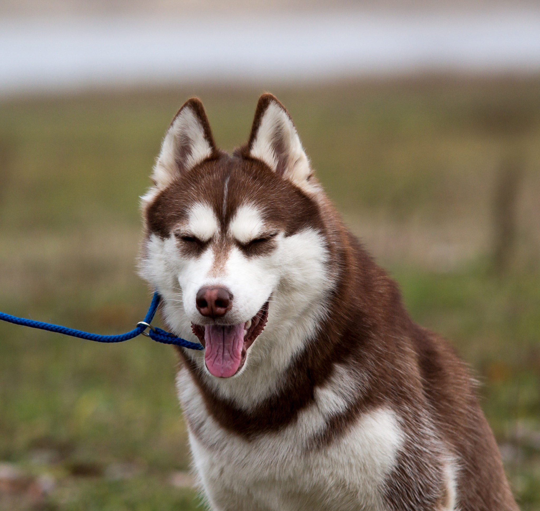 Sigma 70-200mm F2.8 EX DG Macro HSM II sample photo. Husky_1 photography