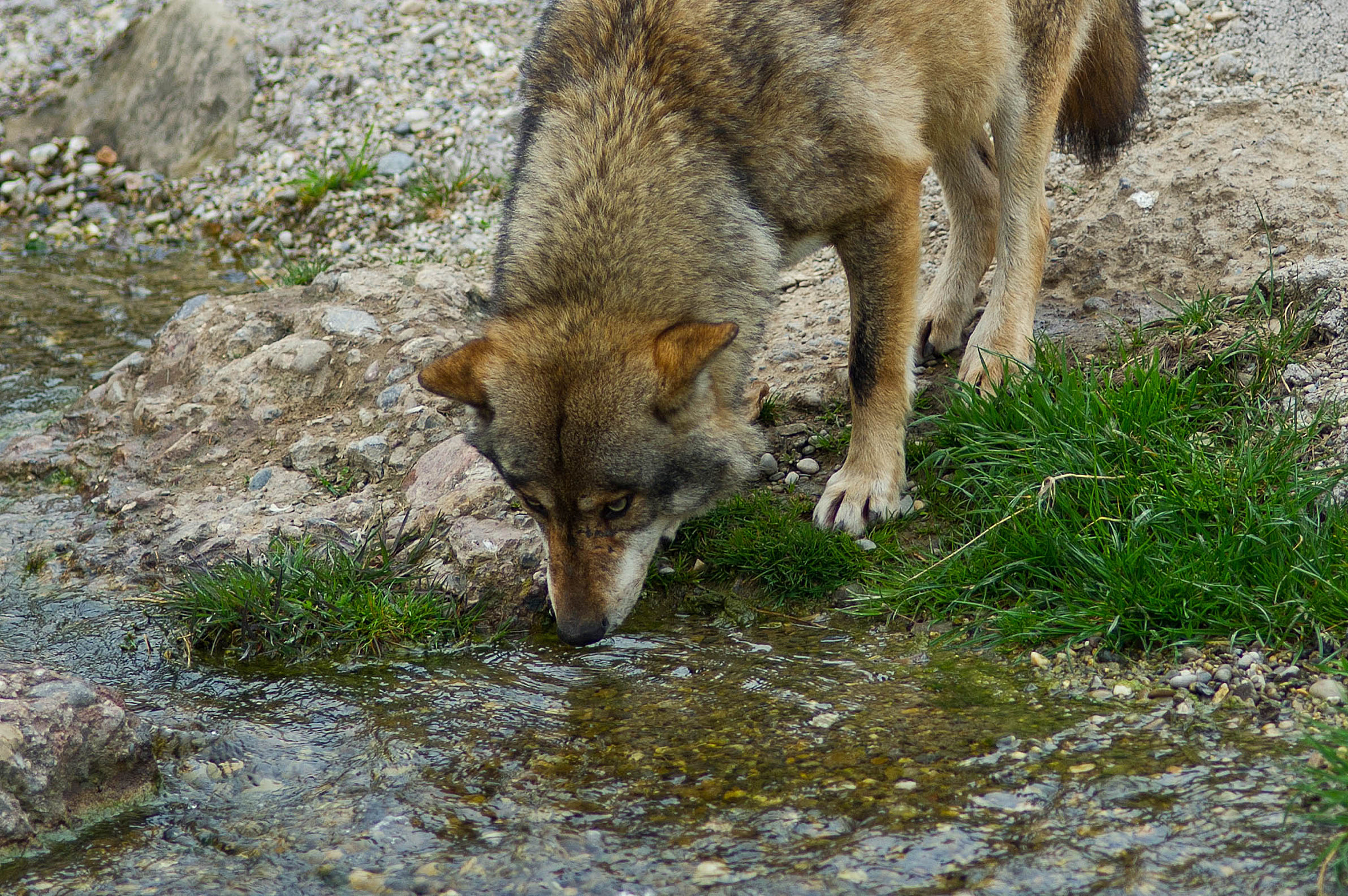 Nikon D3S + Nikon AF Nikkor 180mm F2.8D ED-IF sample photo. Drinking wolf photography