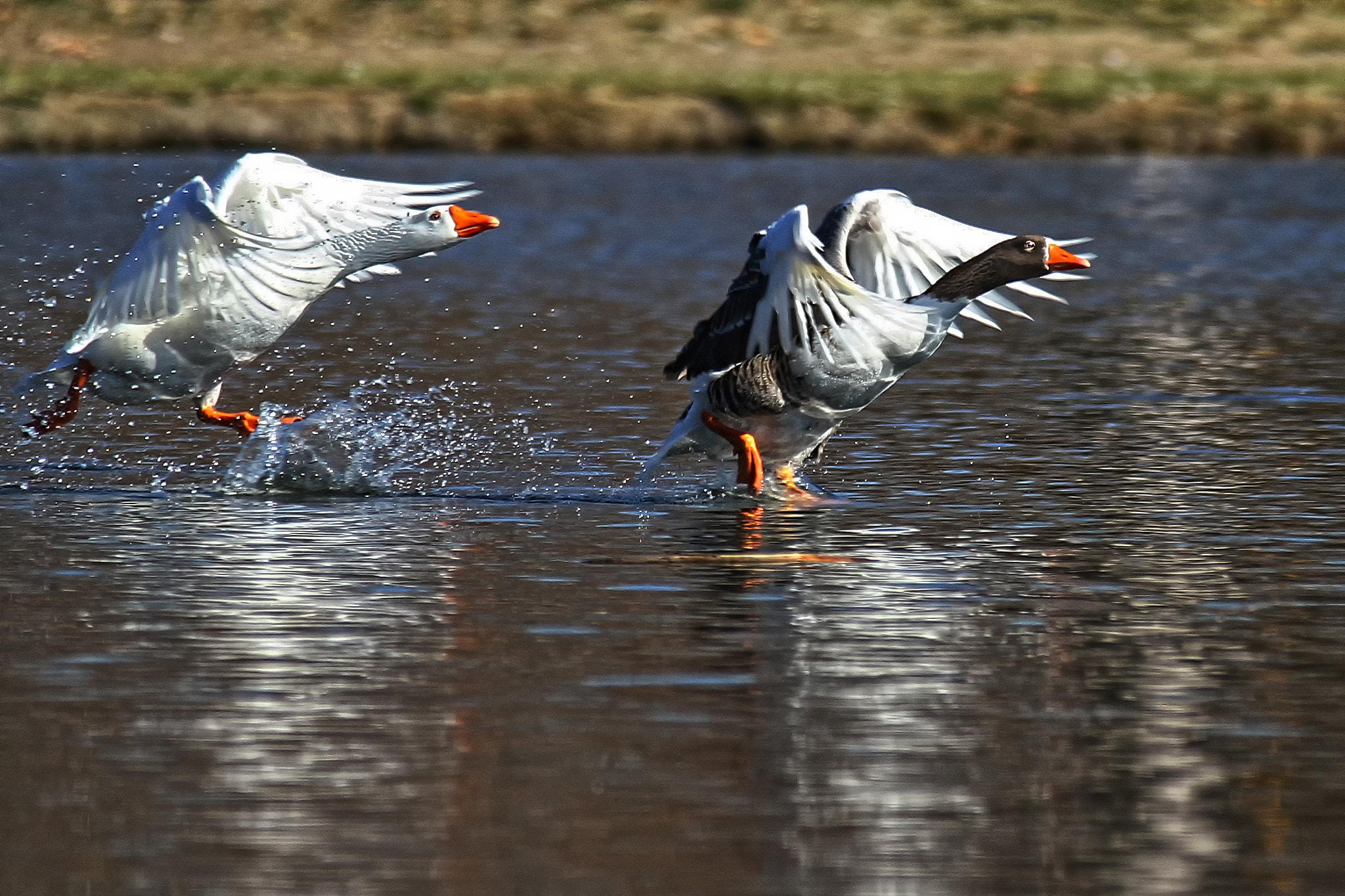 Canon EOS 7D + Sigma 100-300mm f/4 sample photo. The chase photography