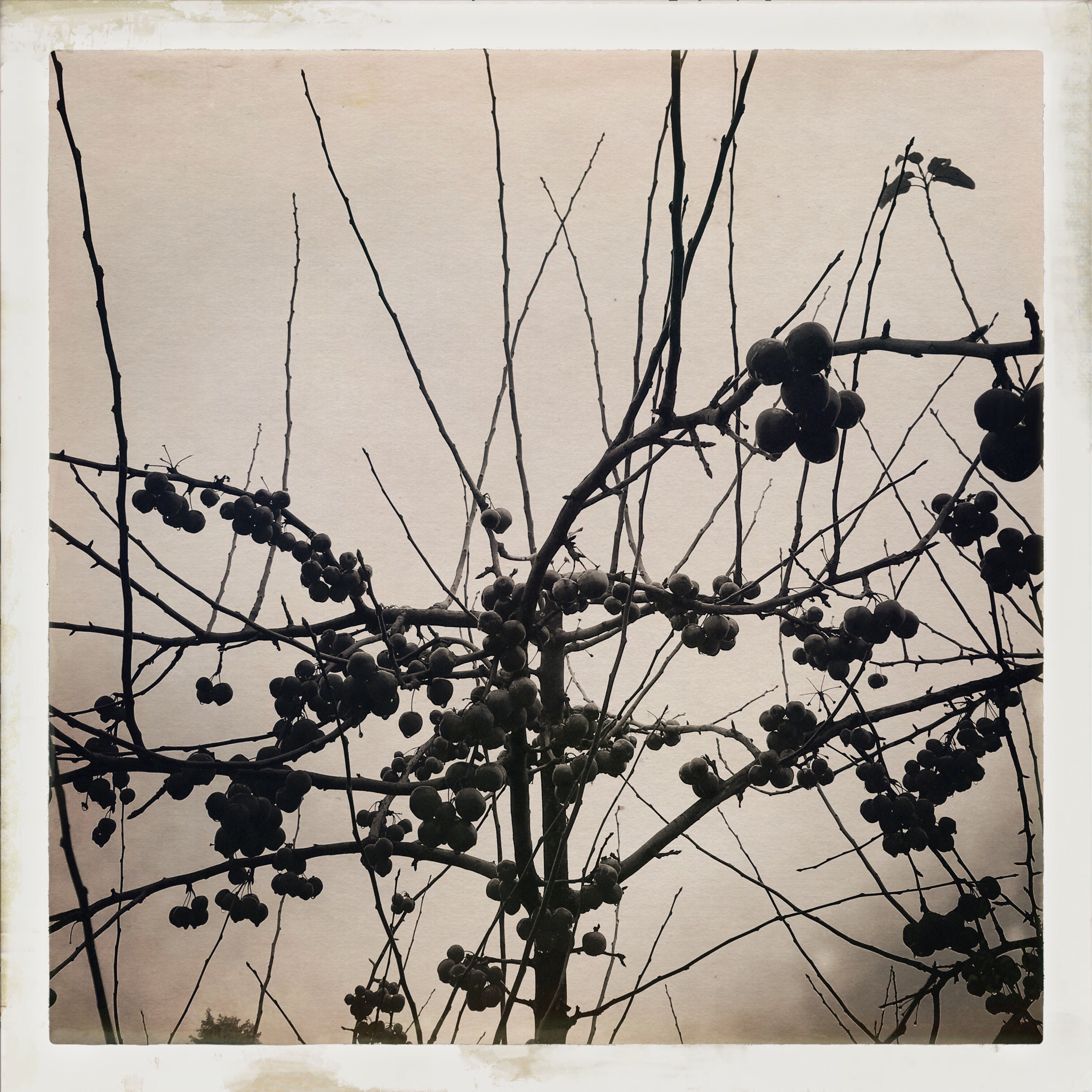 Hipstamatic 304 sample photo. Série "les arbres" photography