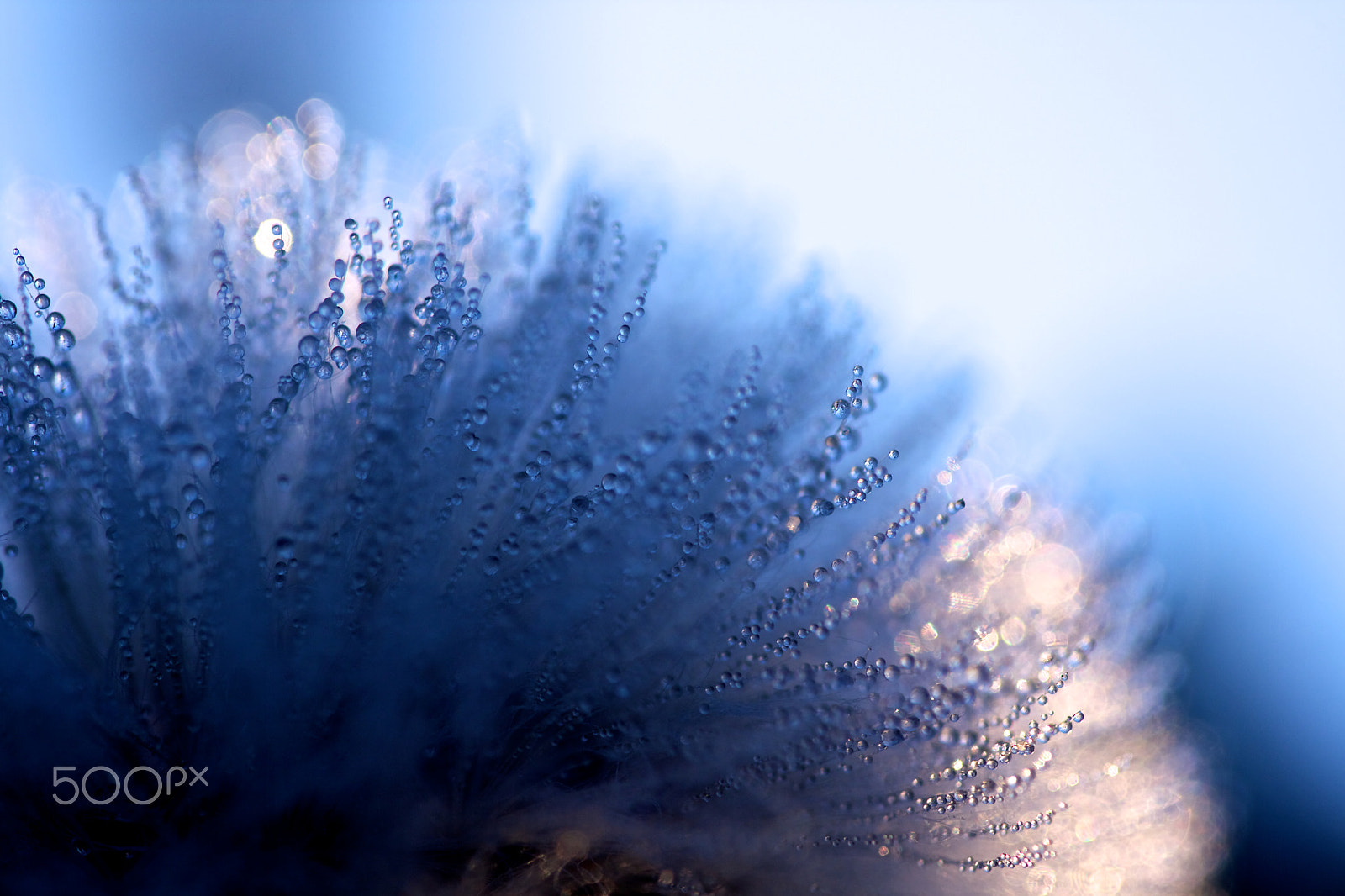 Canon EF 180mm F3.5L Macro USM sample photo. Morning drops photography