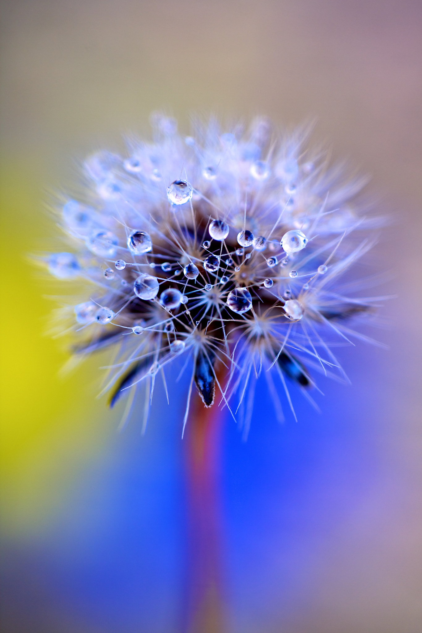 Canon EF 180mm F3.5L Macro USM sample photo. Dandelion photography