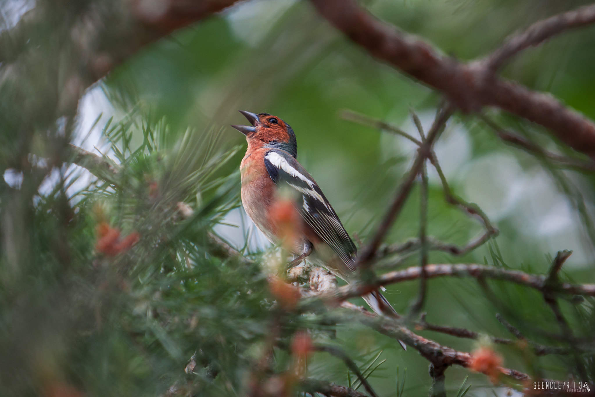 Canon EF 70-200mm F2.8L USM sample photo. Song photography