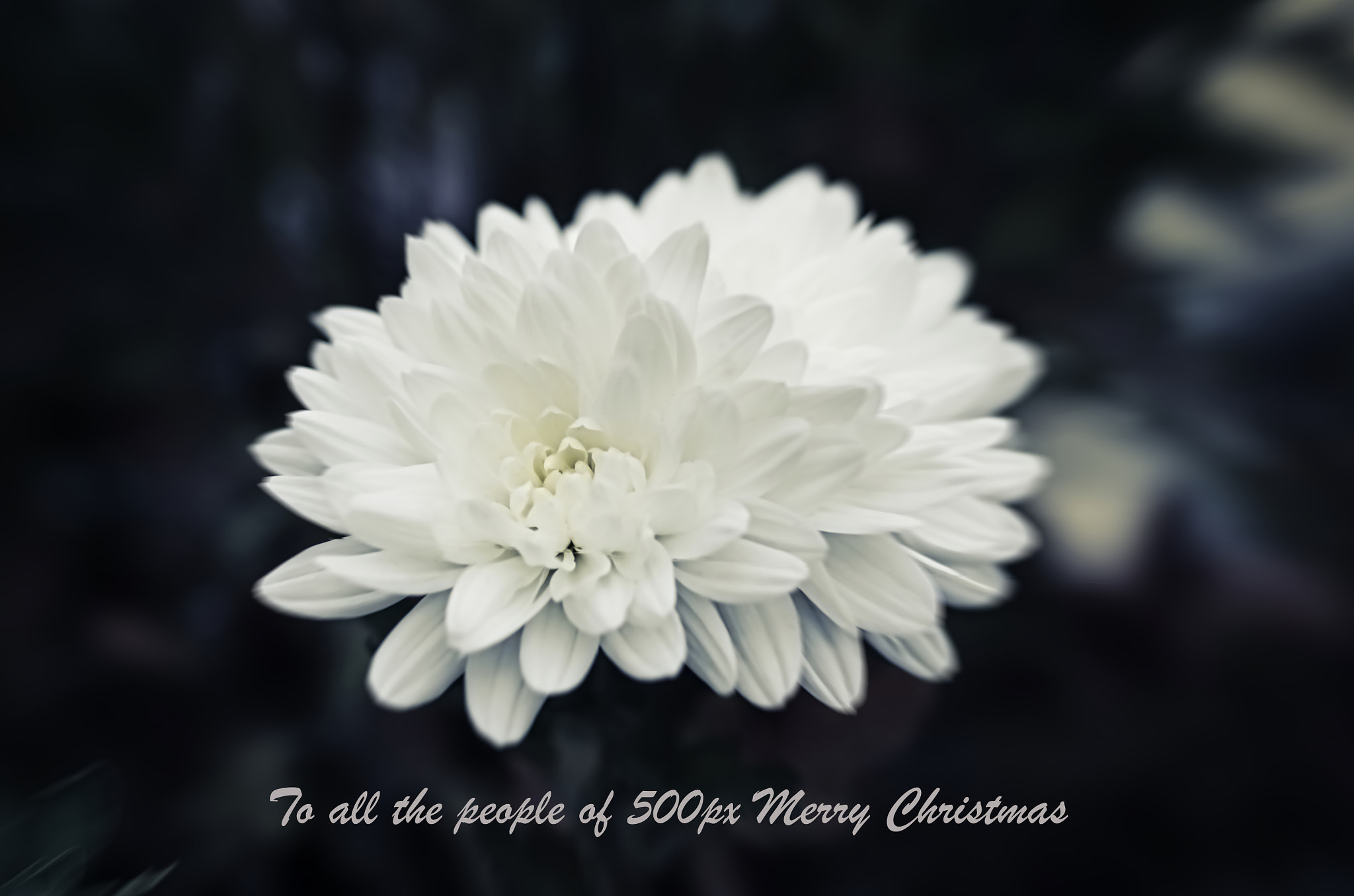 Pentax smc D-FA 50mm F2.8 Macro sample photo. Auguri natale photography