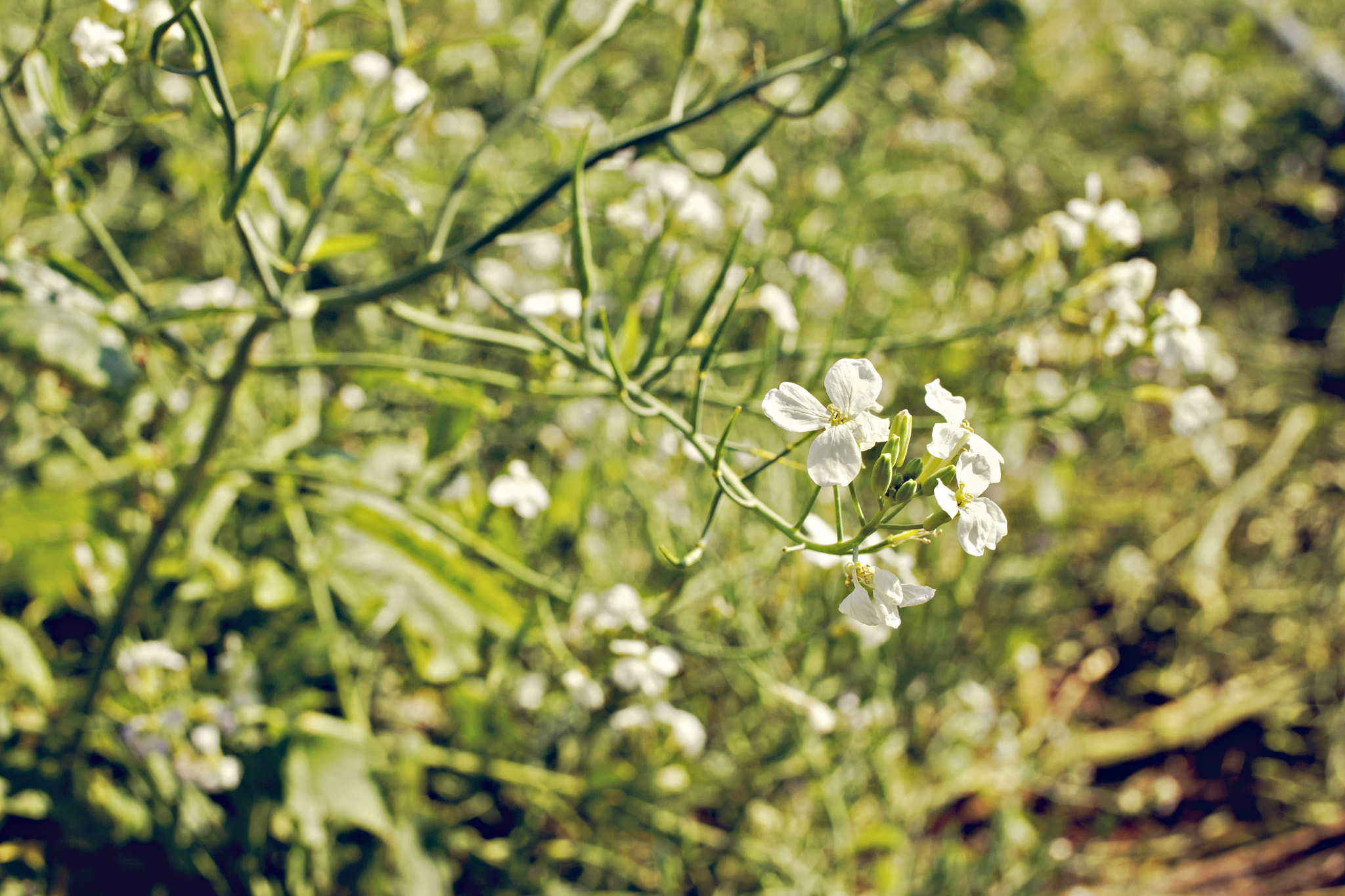 Sony Alpha NEX-7 + E 32mm F1.8 sample photo. Đà lạt những ngày cuối năm photography