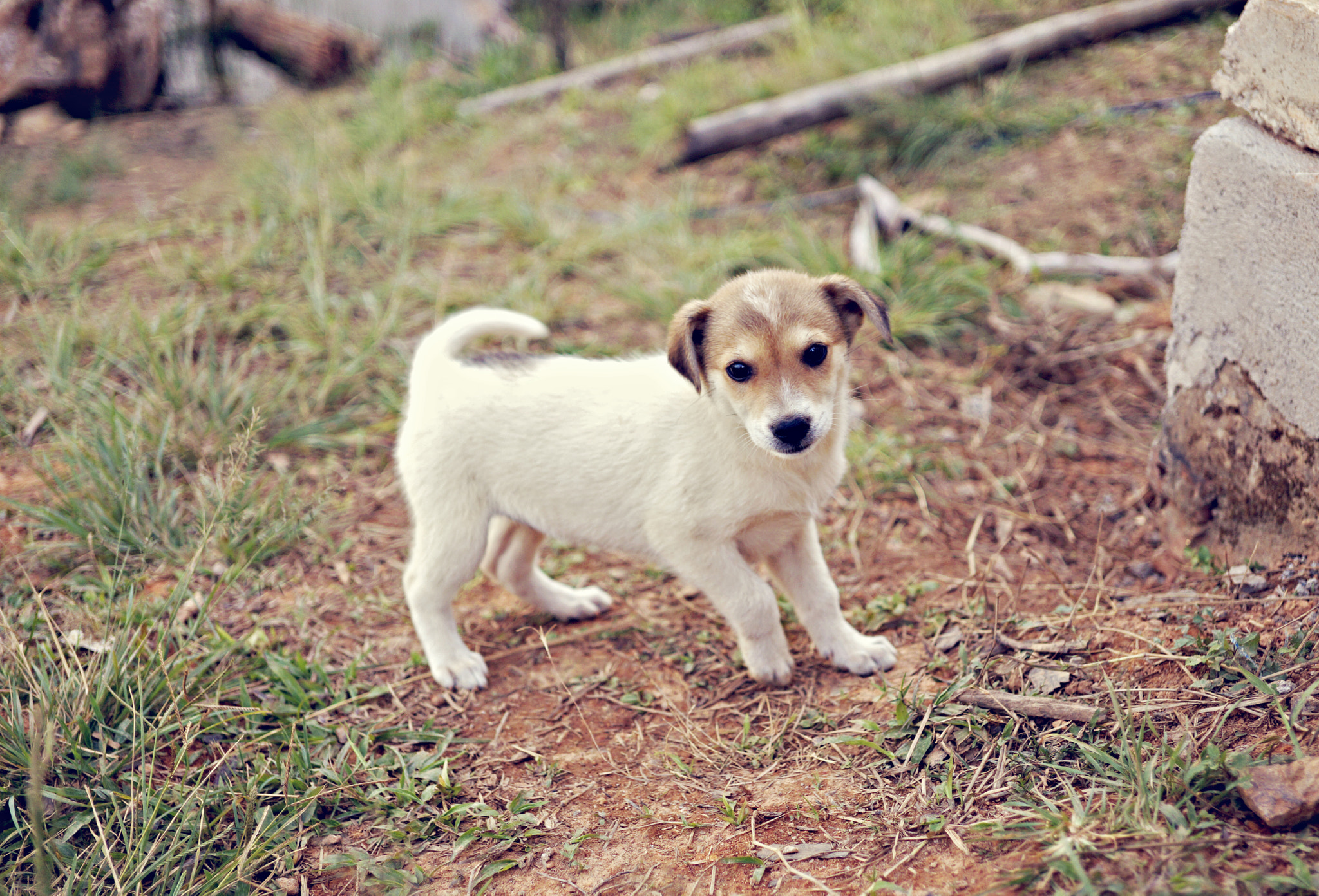 Sony Alpha NEX-7 + E 32mm F1.8 sample photo. Đà lạt những ngày cuối năm photography