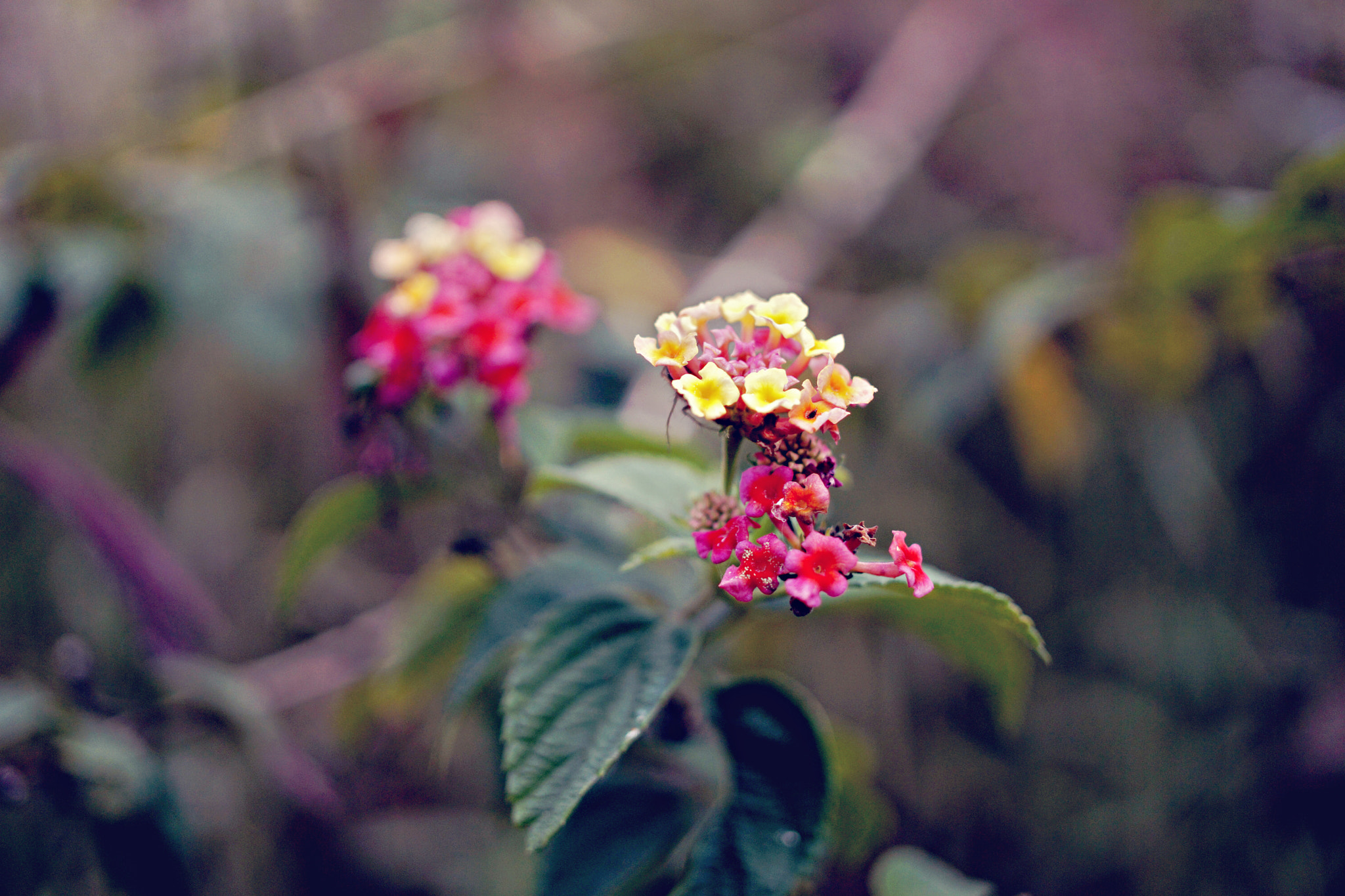 Sony Alpha NEX-7 + E 32mm F1.8 sample photo. Đà lạt những ngày cuối năm photography