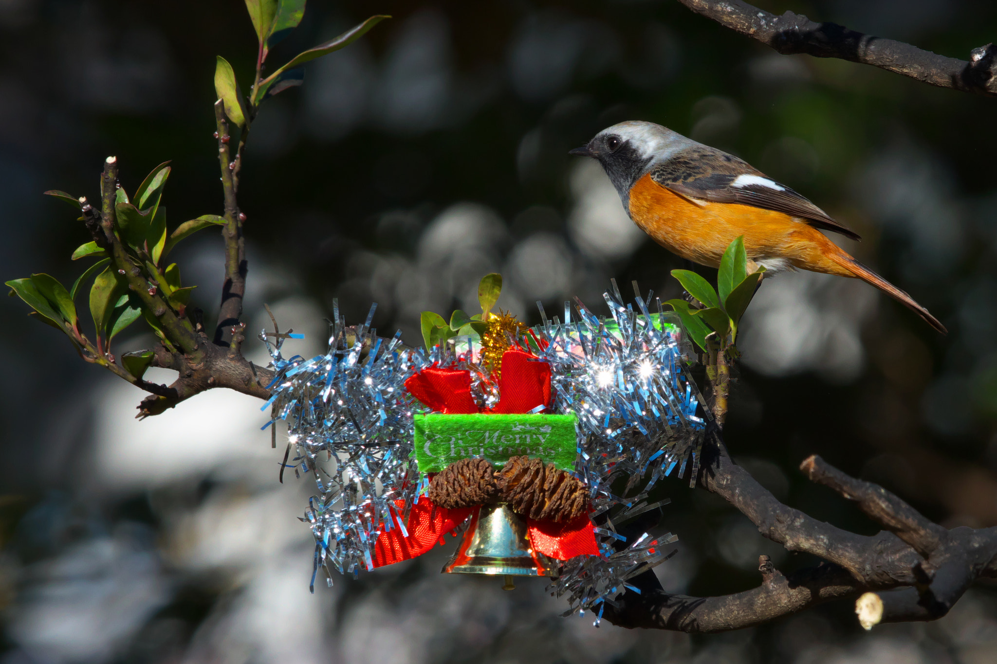 Canon EF 600mm F4L IS II USM sample photo. Merry xmas. photography