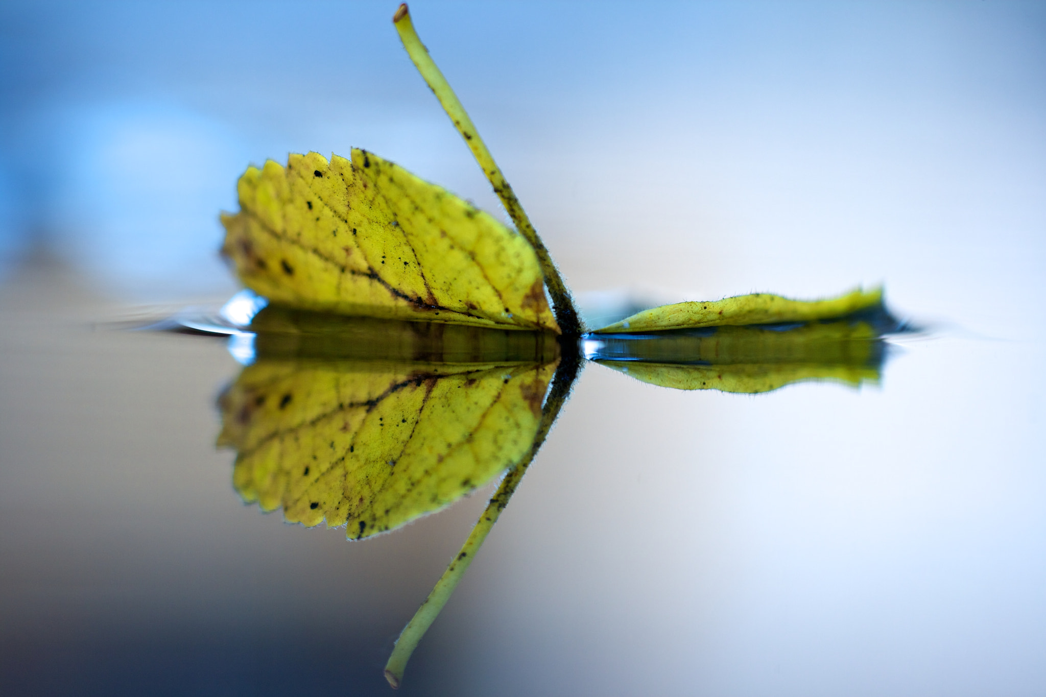 Canon EF 180mm F3.5L Macro USM sample photo. Leaf photography