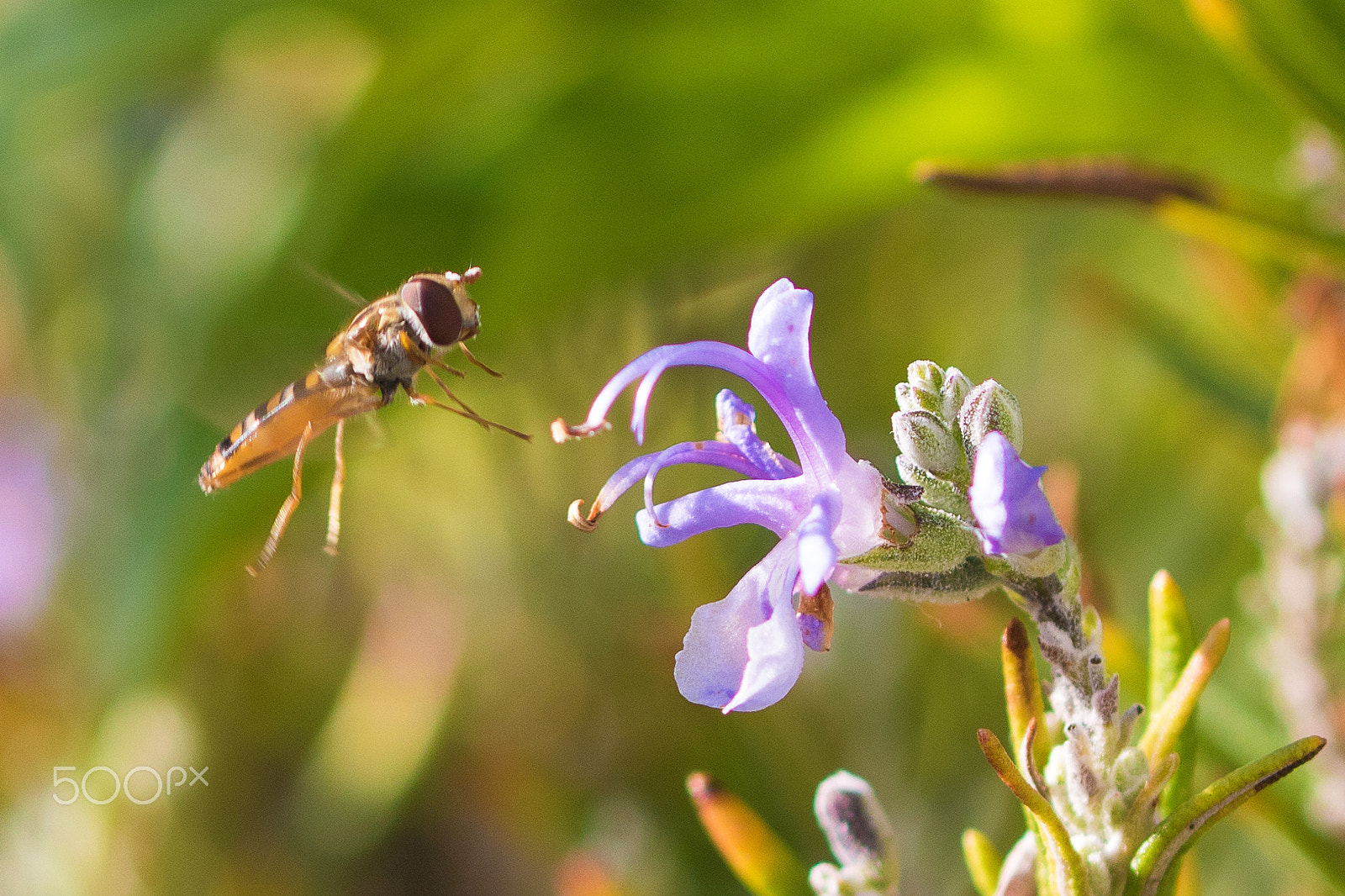 Canon EOS 750D (EOS Rebel T6i / EOS Kiss X8i) + Canon EF 100mm F2.8L Macro IS USM sample photo. Episyrphus balteatus photography