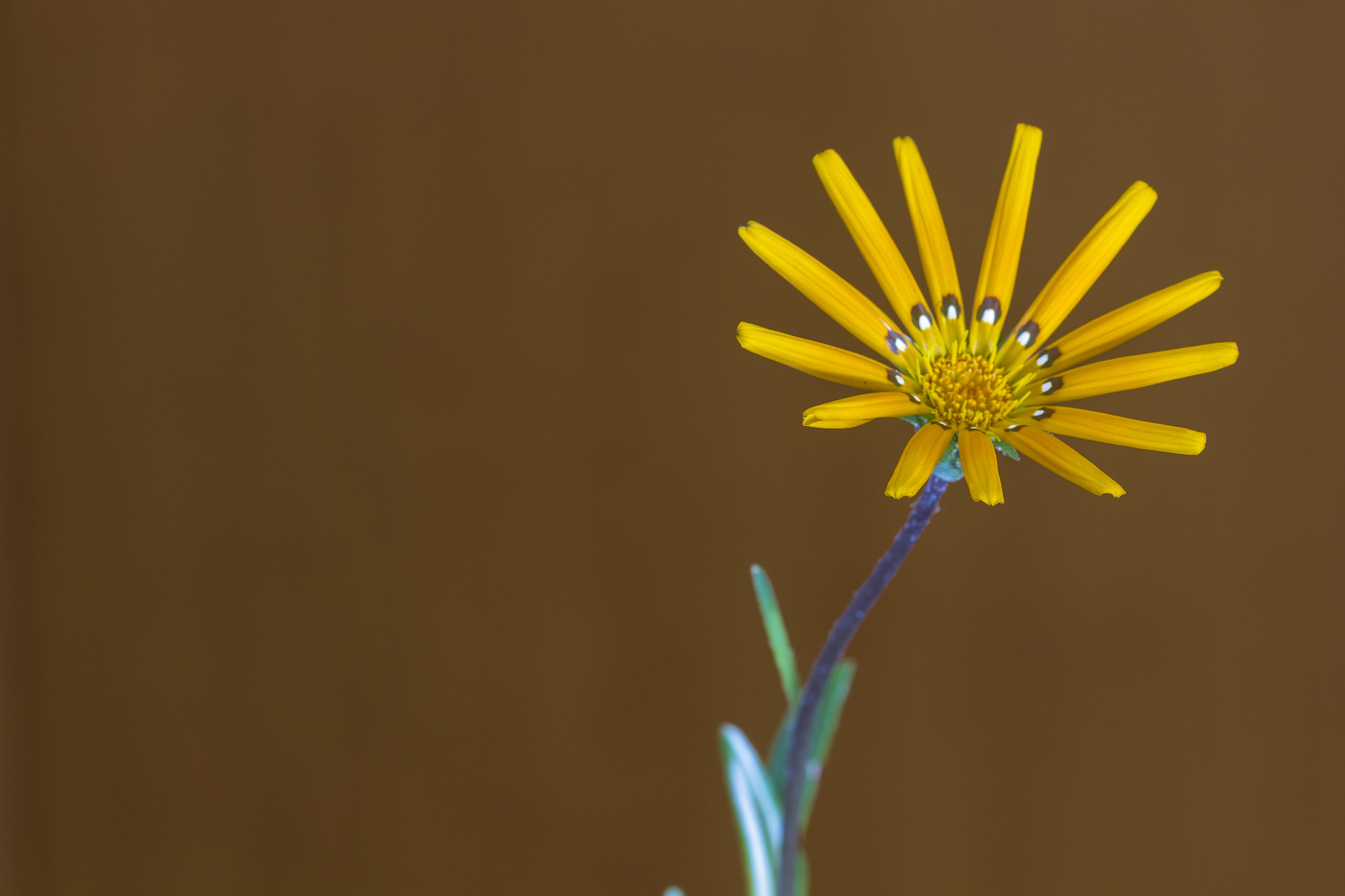 Sigma 105mm F2.8 EX DG OS HSM sample photo. Estrella dorada.. photography