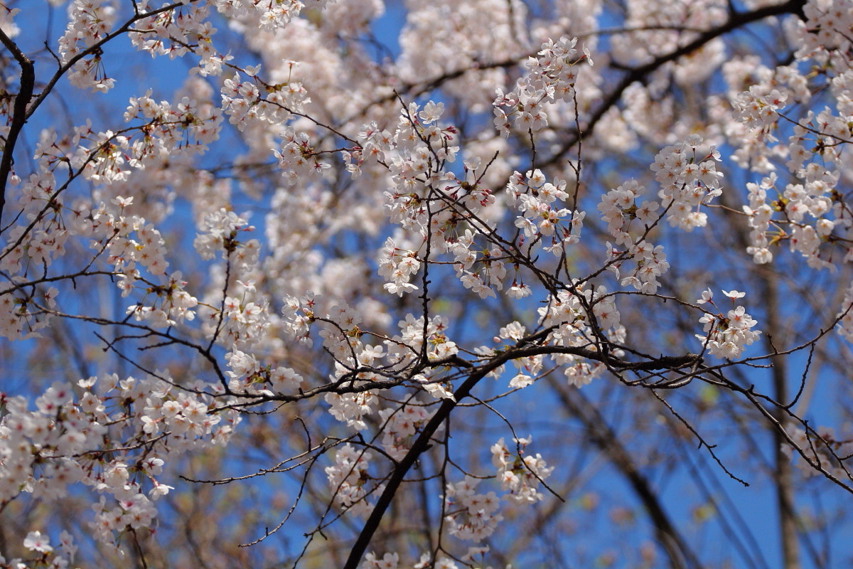 Canon EF 70-300mm F4-5.6L IS USM sample photo. Sakura blossom photography