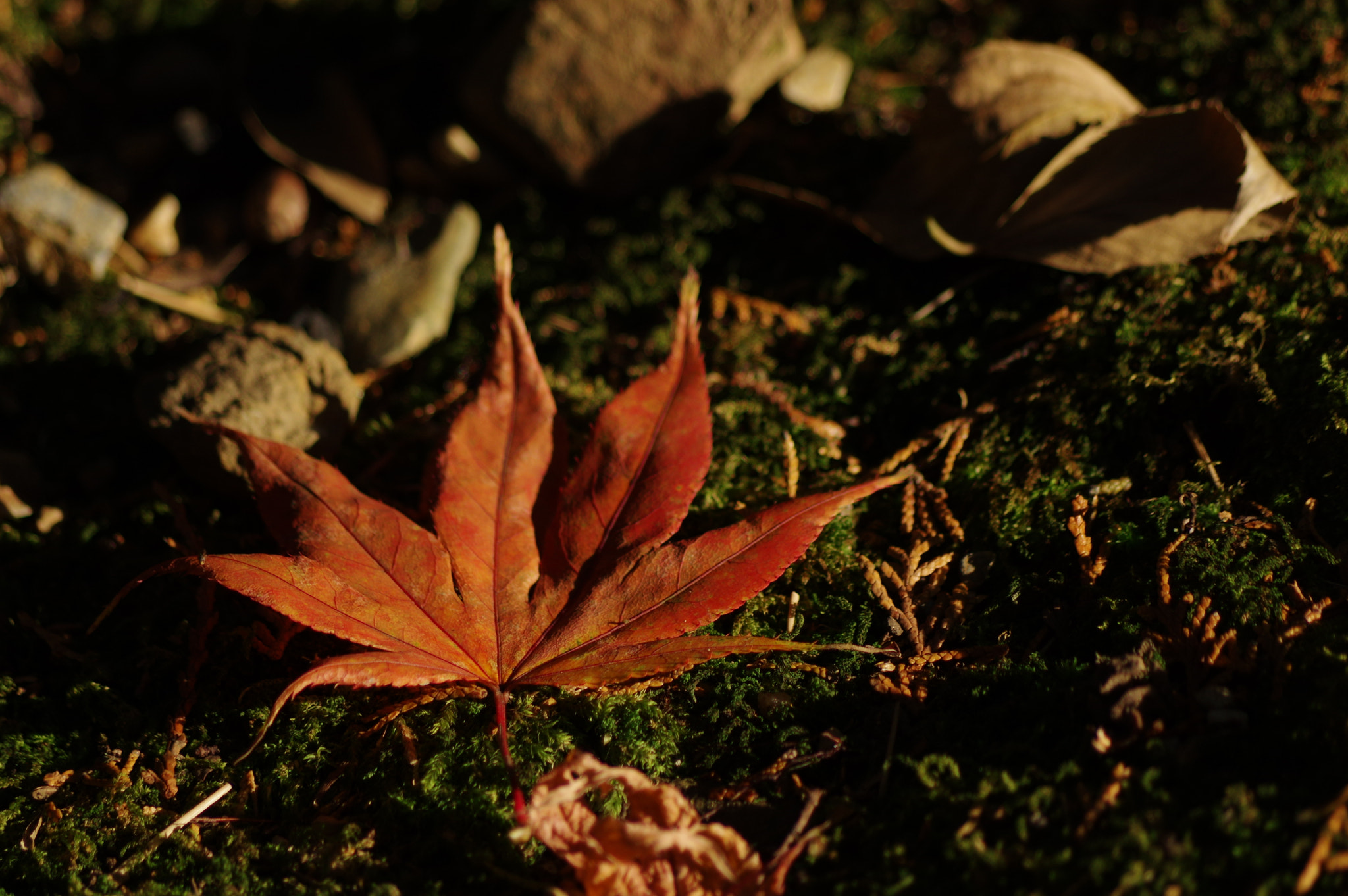Pentax smc DA 55-300mm F4.0-5.8 ED sample photo. Fall photography