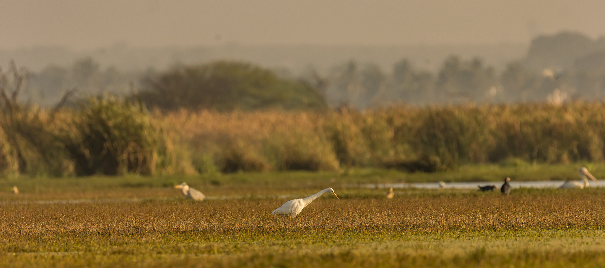 Canon EF 100-400mm F4.5-5.6L IS II USM sample photo. Searching for food...!!! photography