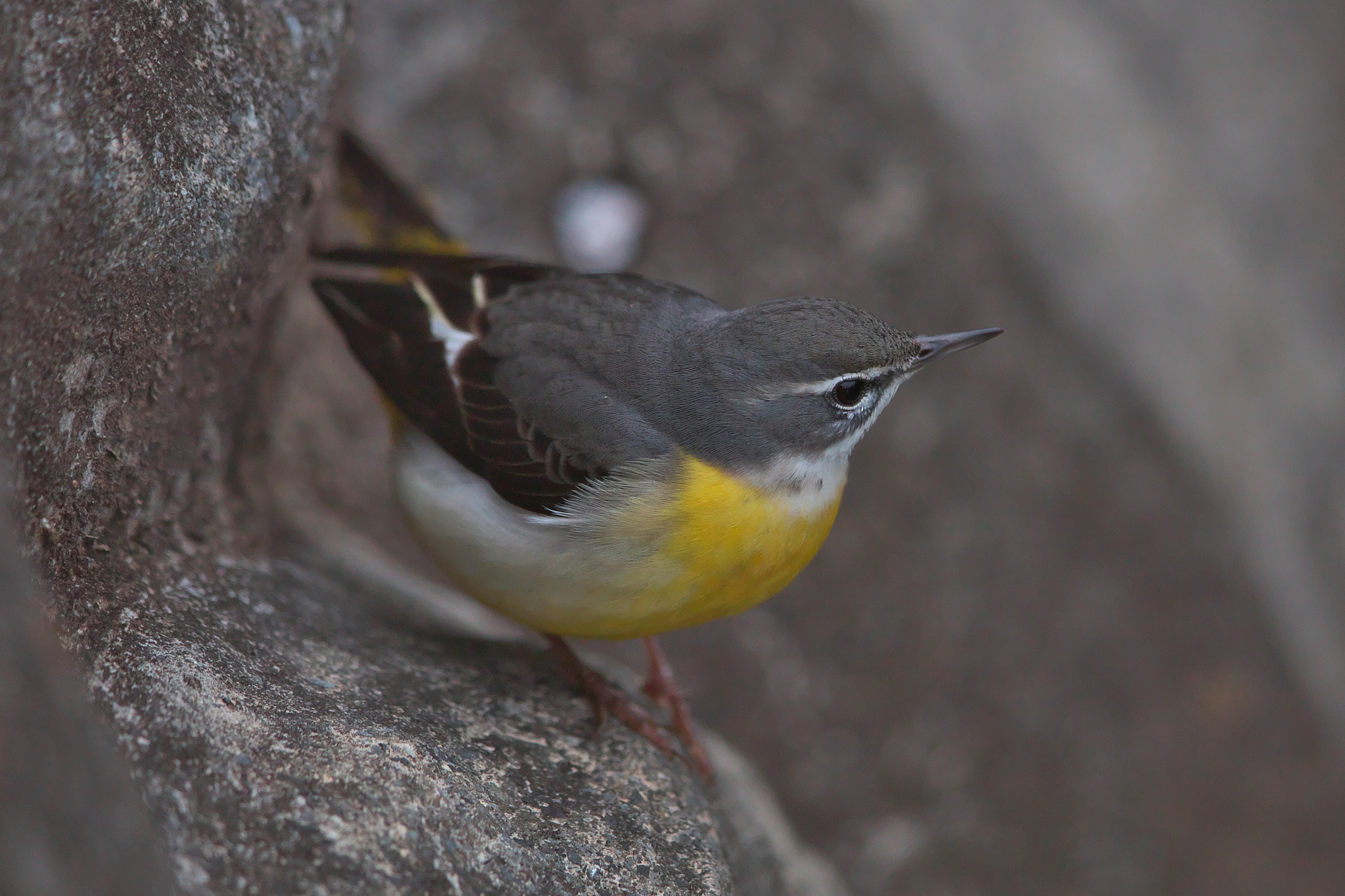 Canon EF 600mm F4L IS II USM sample photo. Gray wagtail photography