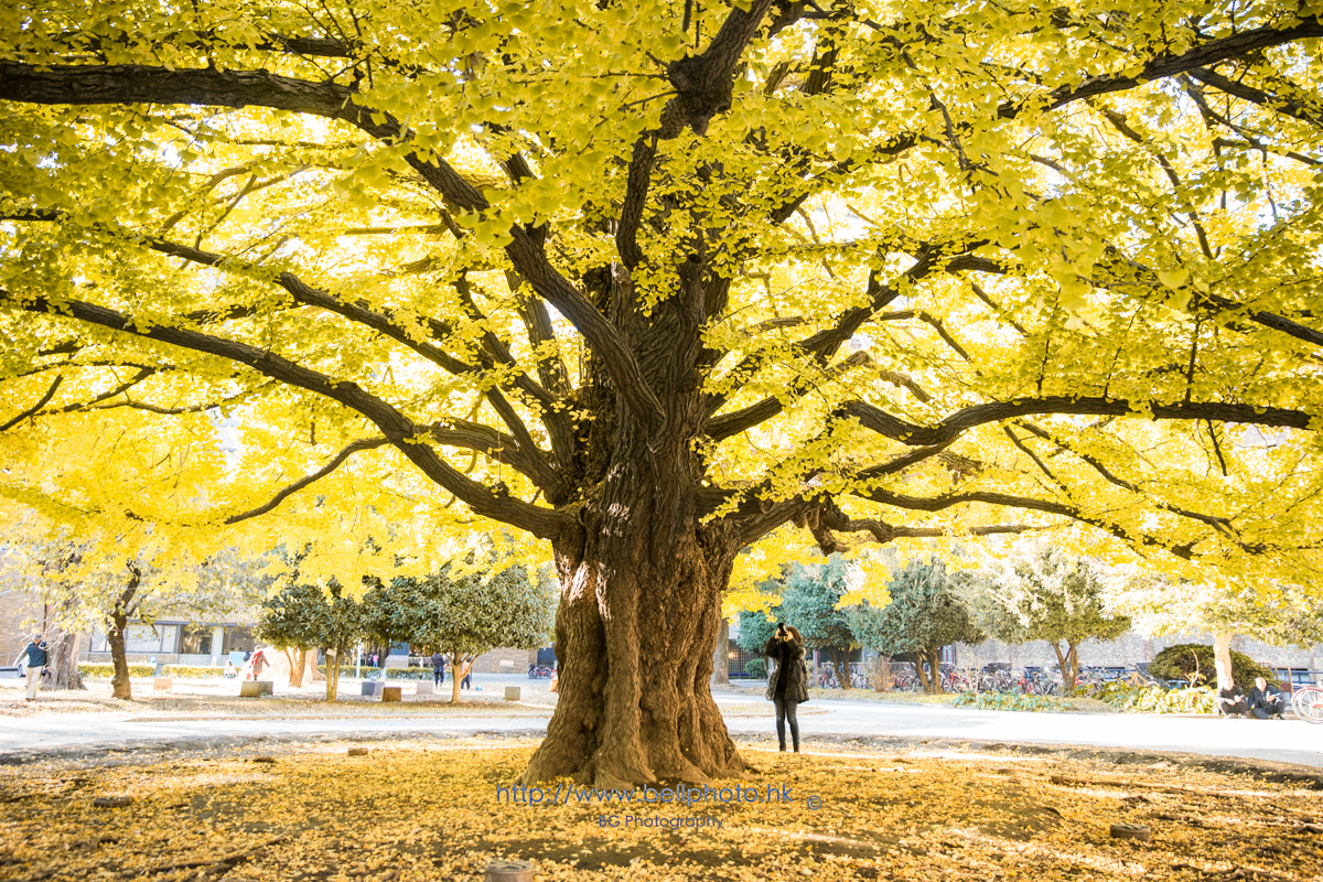 Sony a7 + Canon EF 85mm F1.2L II USM sample photo. イチョウ photography