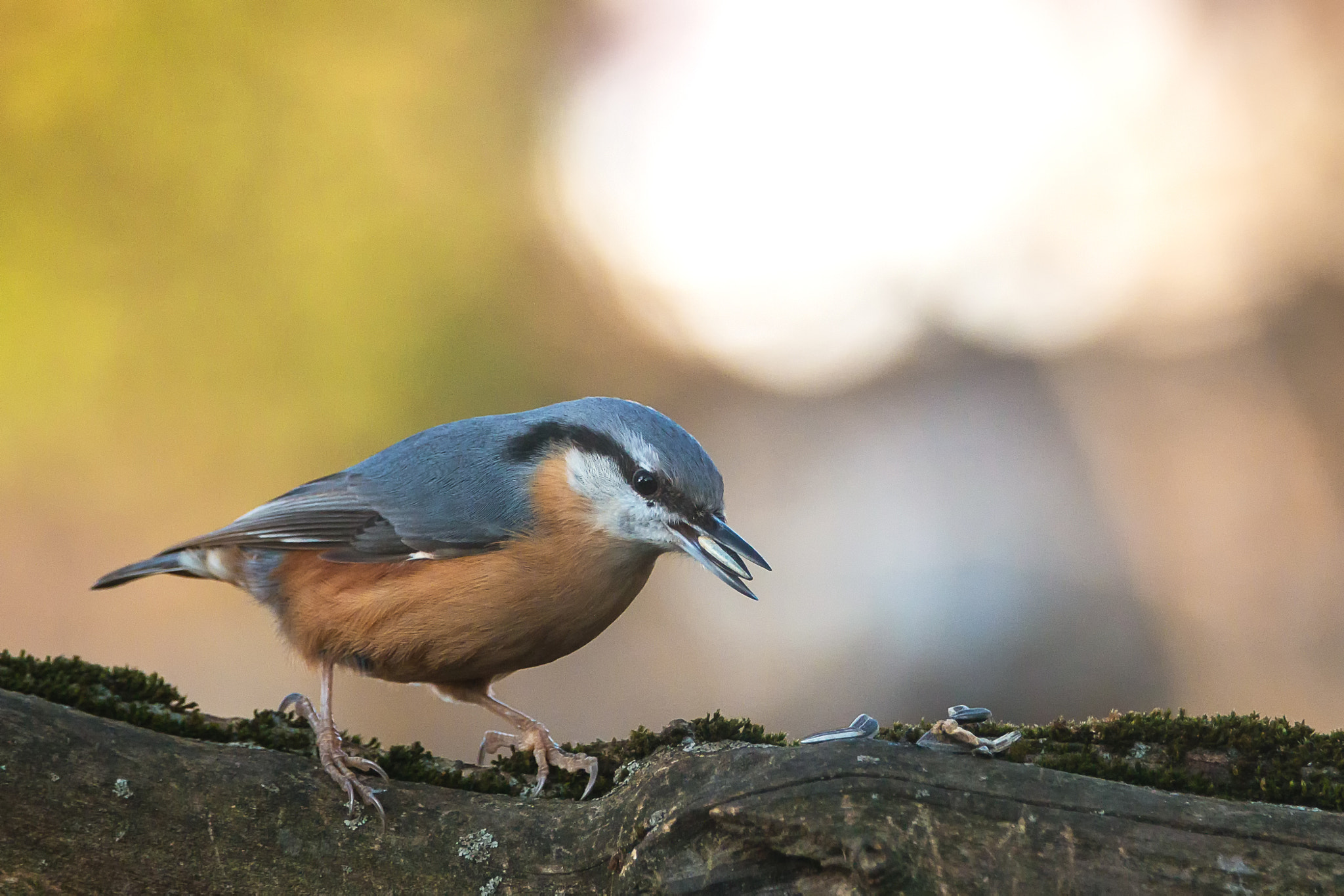 Canon EF 70-200mm F2.8L IS II USM sample photo. Eurasian nuthatch photography