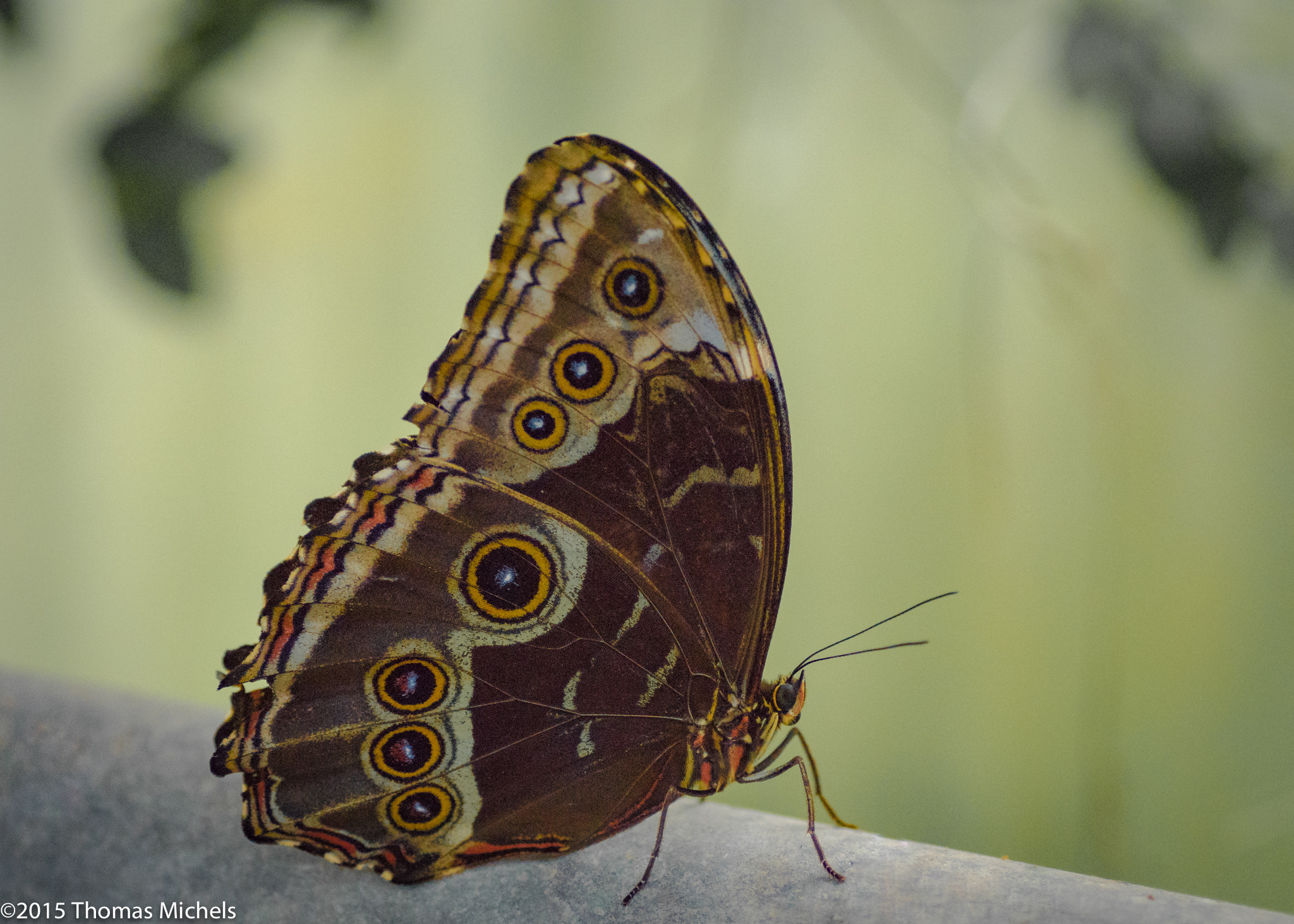 Sony ILCA-77M2 + Tamron SP AF 90mm F2.8 Di Macro sample photo. Schmetterling photography