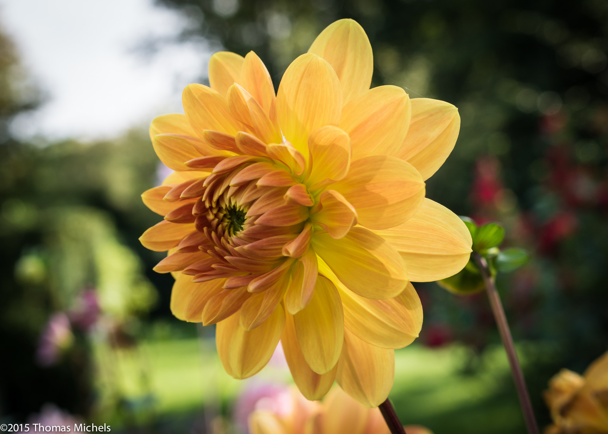 Sony ILCA-77M2 + Sony DT 35mm F1.8 SAM sample photo. Dahlie photography
