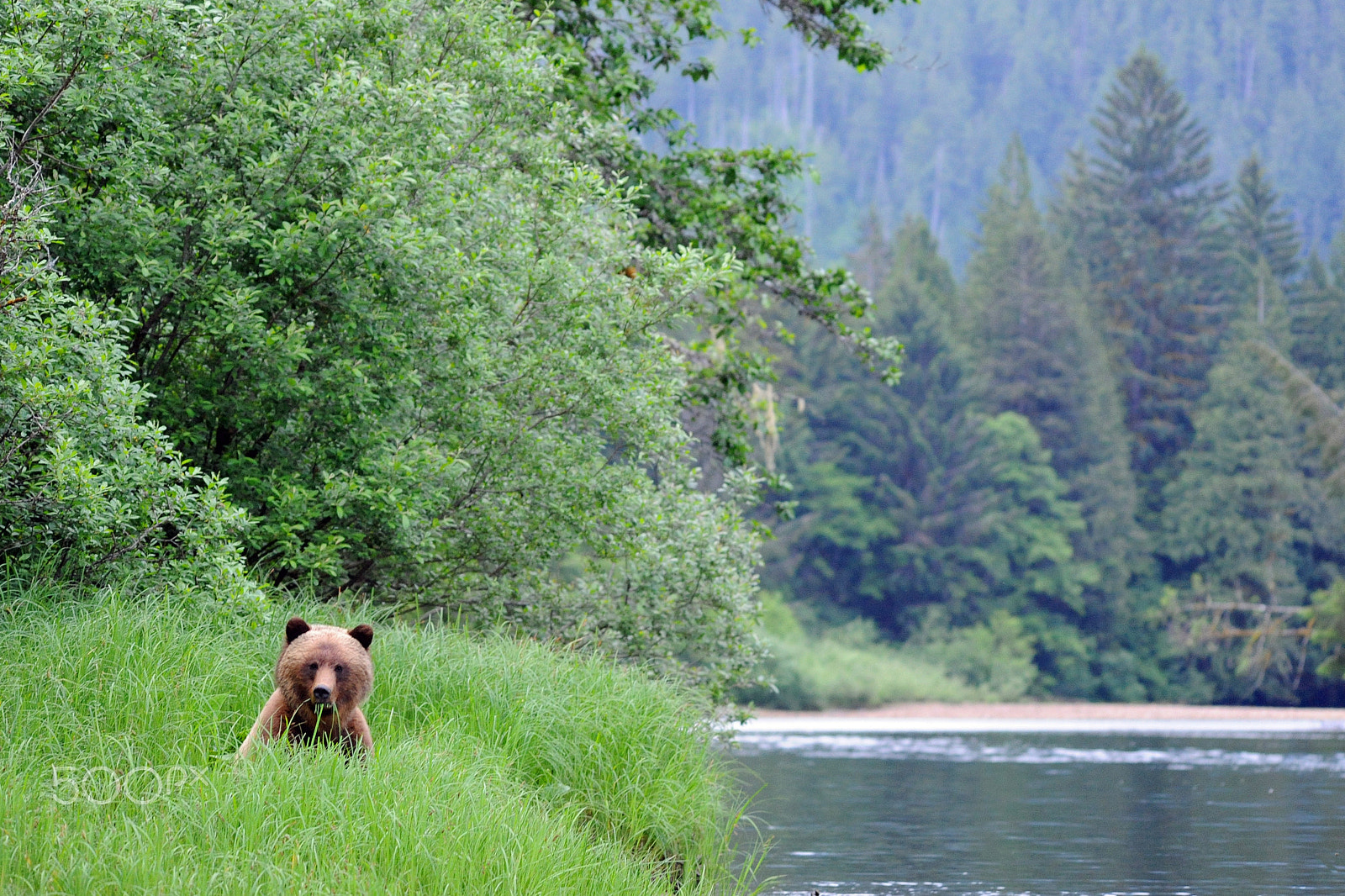 Sigma 150-500mm F5-6.3 DG OS HSM sample photo. Grizzly bear munching sedge photography
